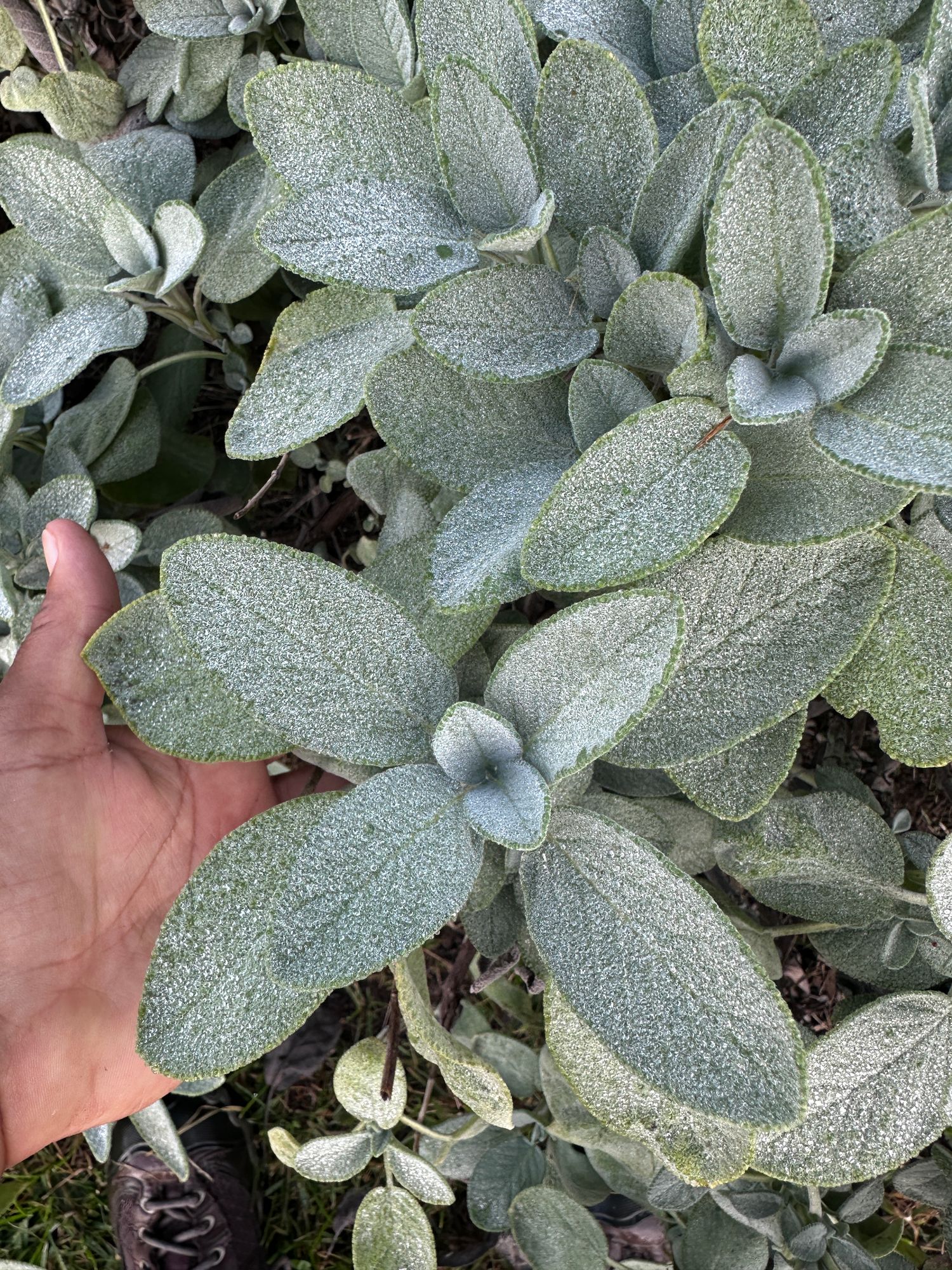 Sage