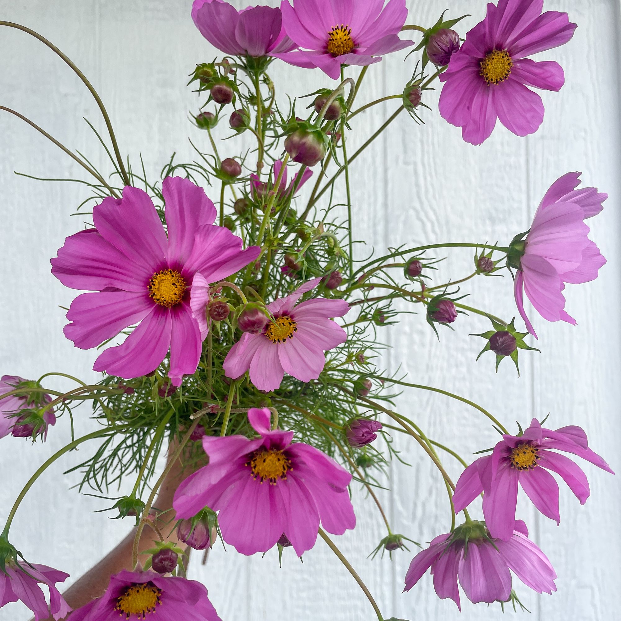 COSMOS bipinnatus Versailles