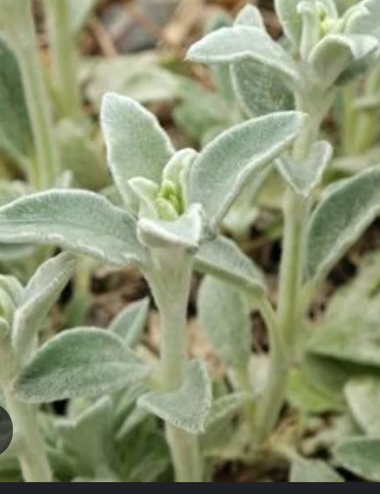STACHYS byzantina