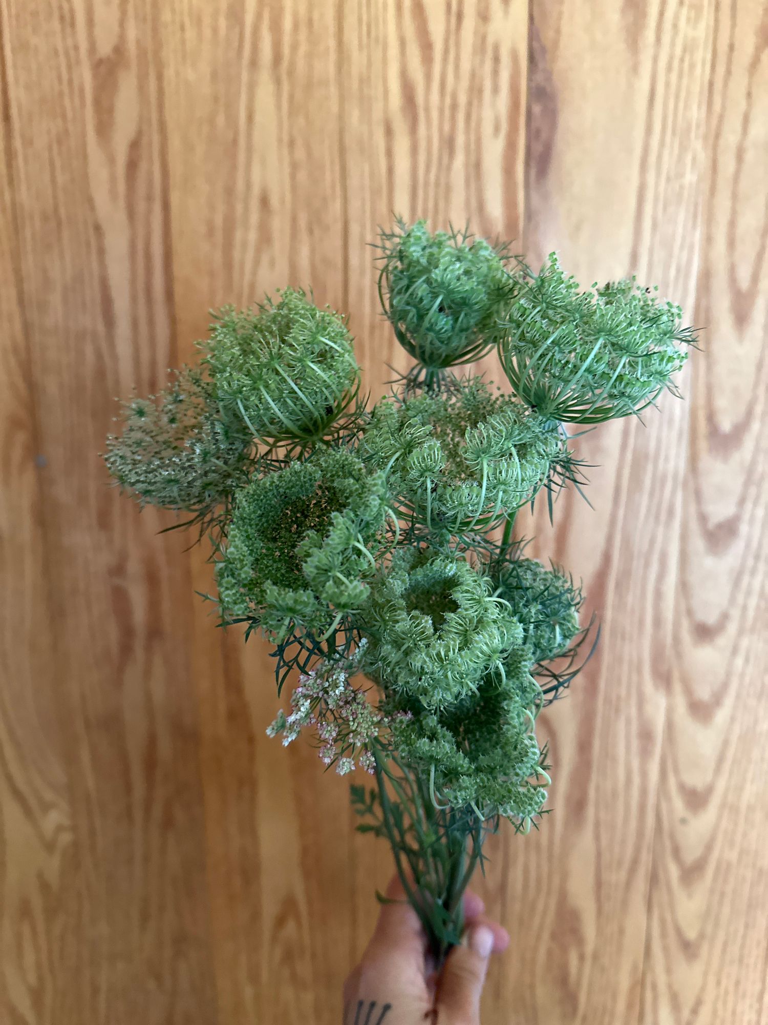 DAUCUS carota Dara