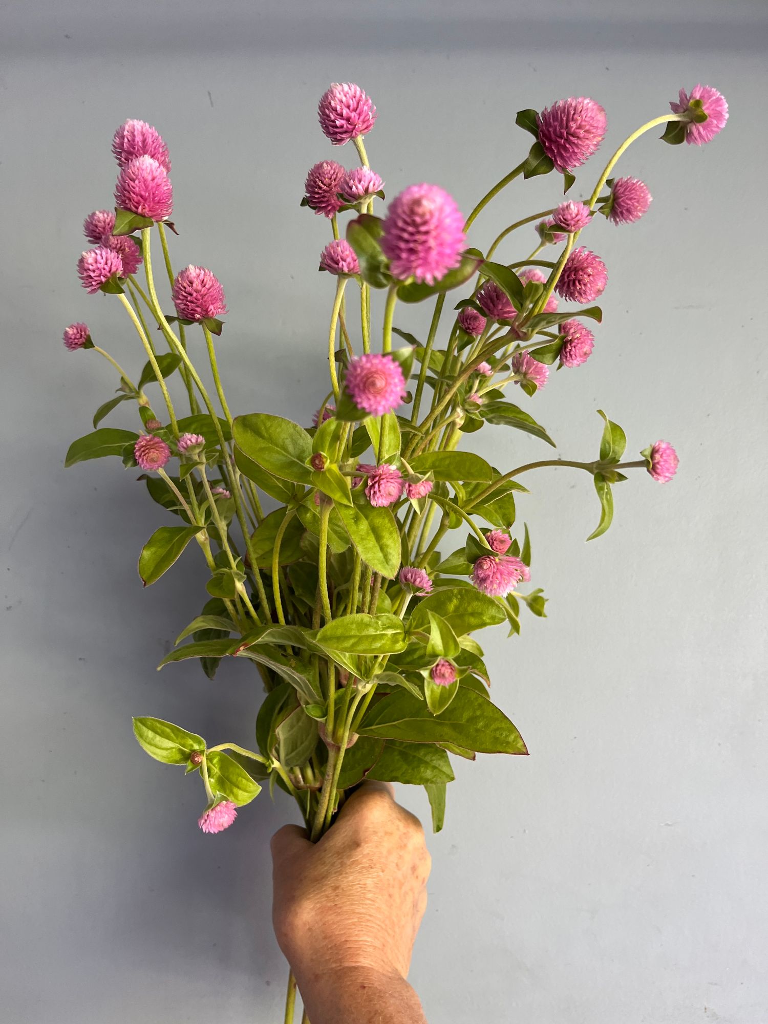 GOMPHRENA globosa Salmon Pastel