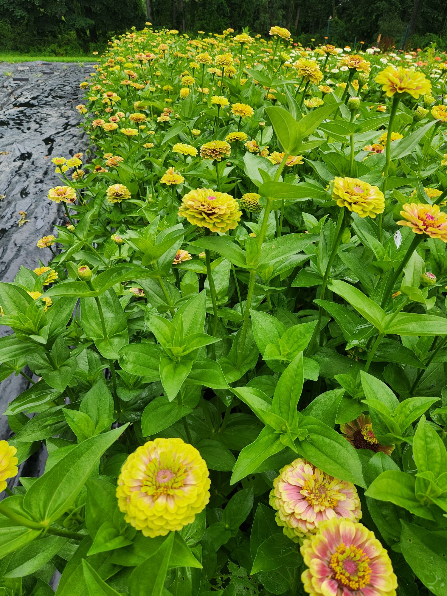 ZINNIA elegans Queeny Lime Blush