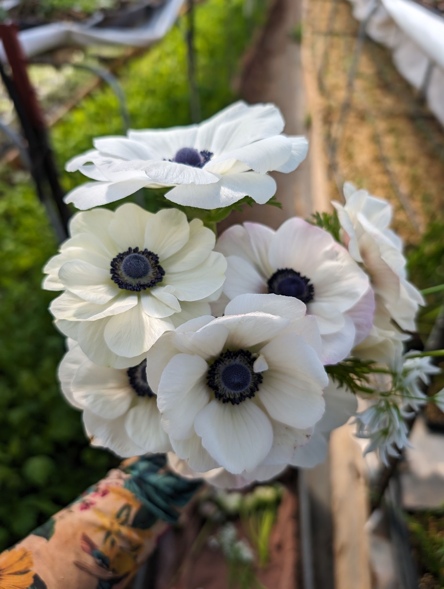 ANEMONE coronaria Galilee