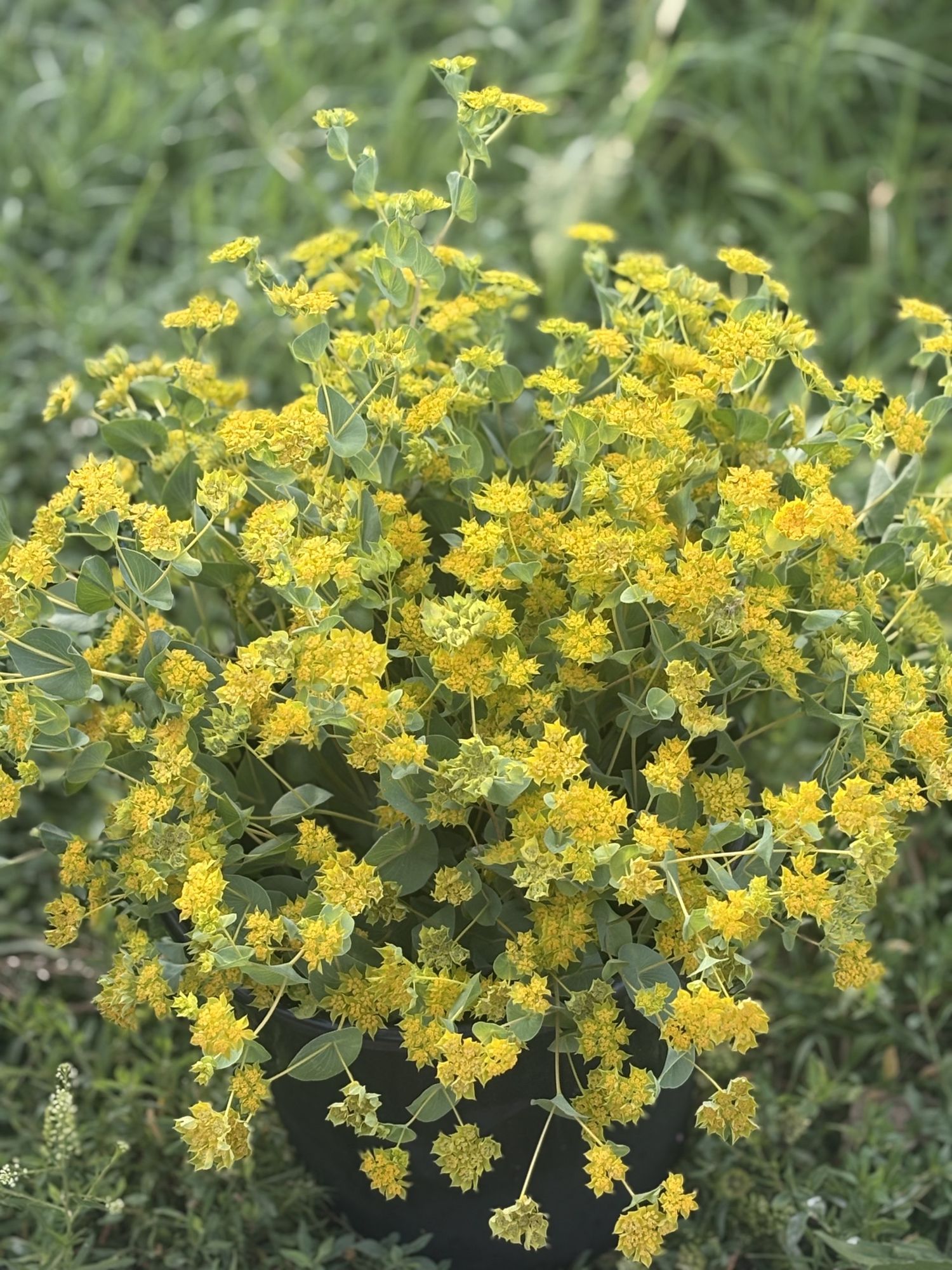 BUPLEURUM griffithii Green Gold