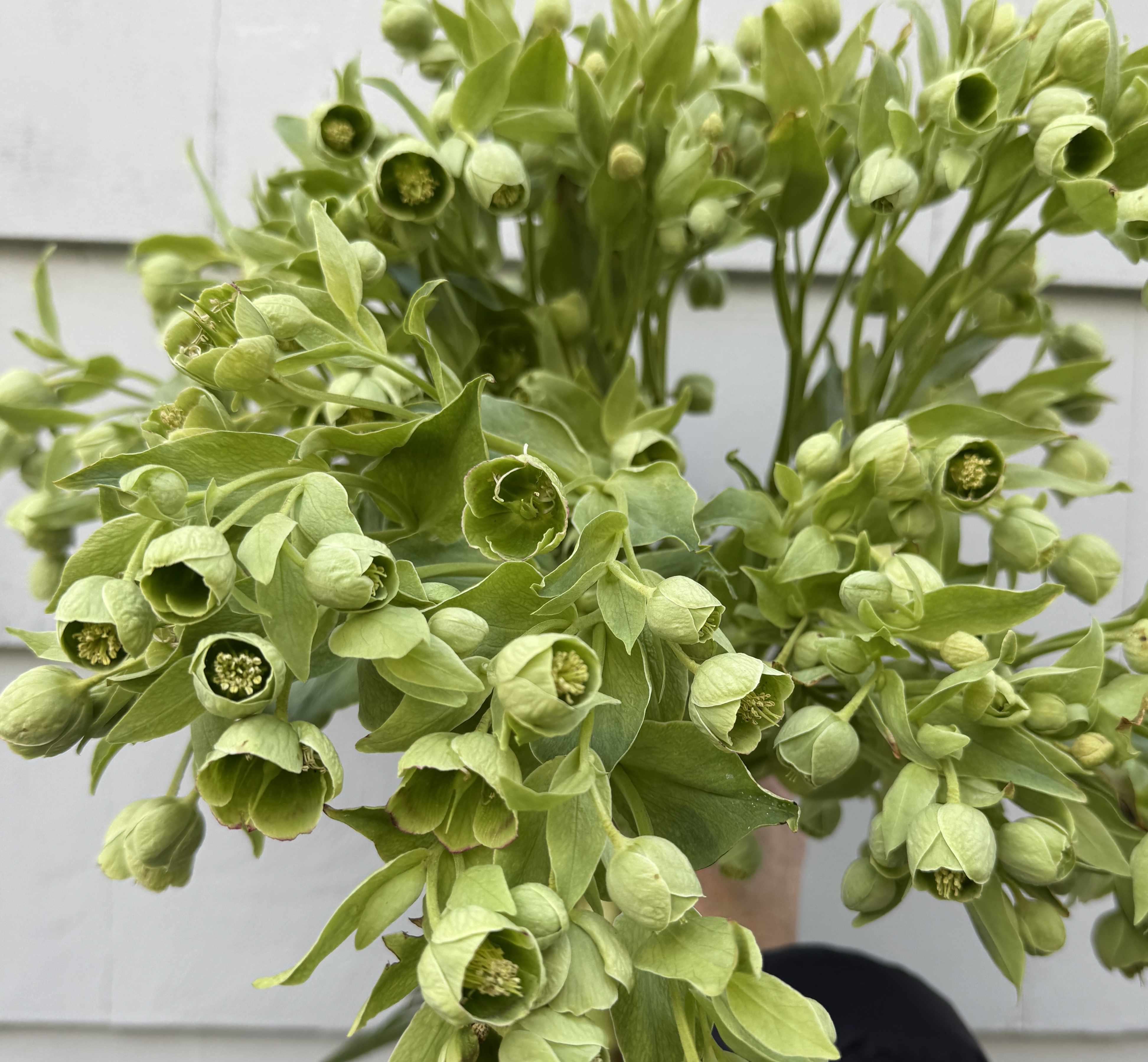 HELLEBORUS foetidus