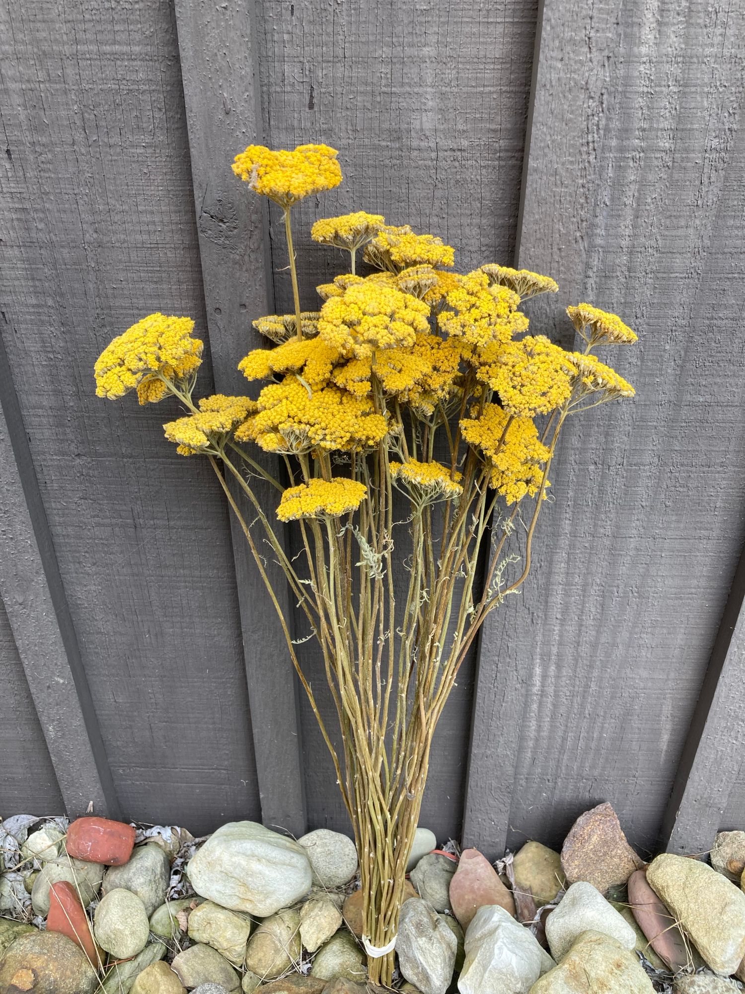 ACHILLEA filipendulina Cloth of Gold