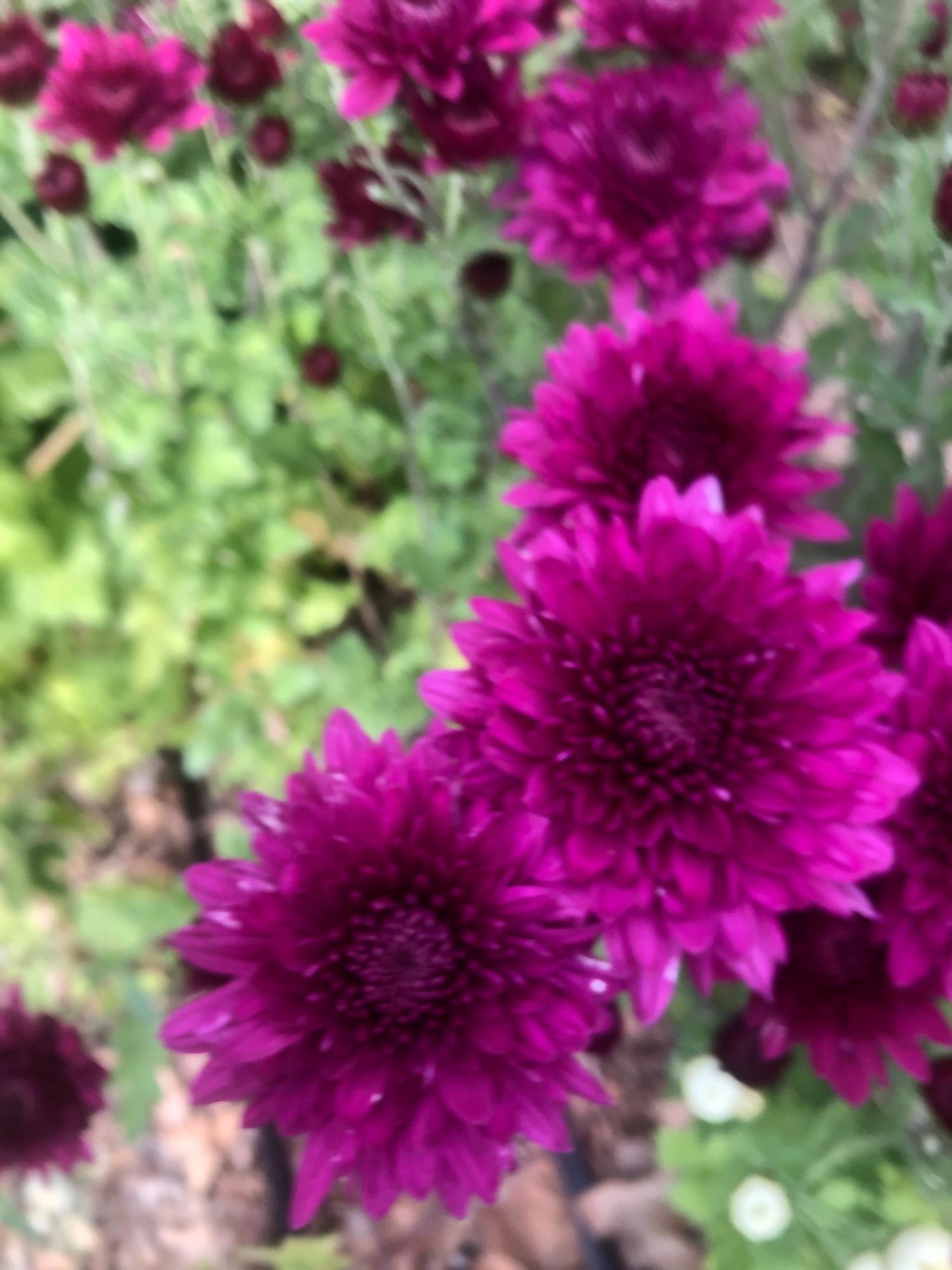 CHRYSANTHEMUM