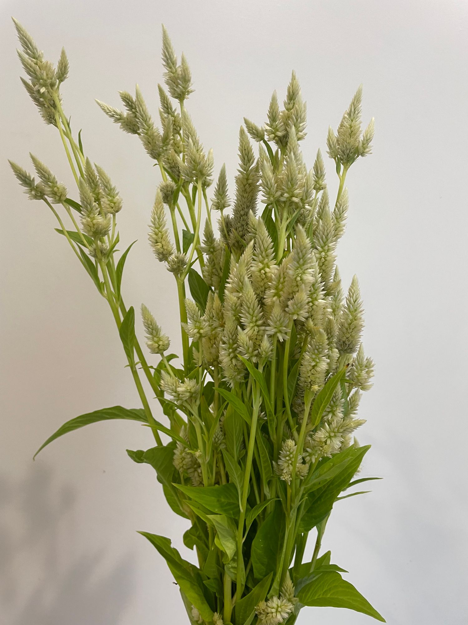 CELOSIA argentea spicata Celway White