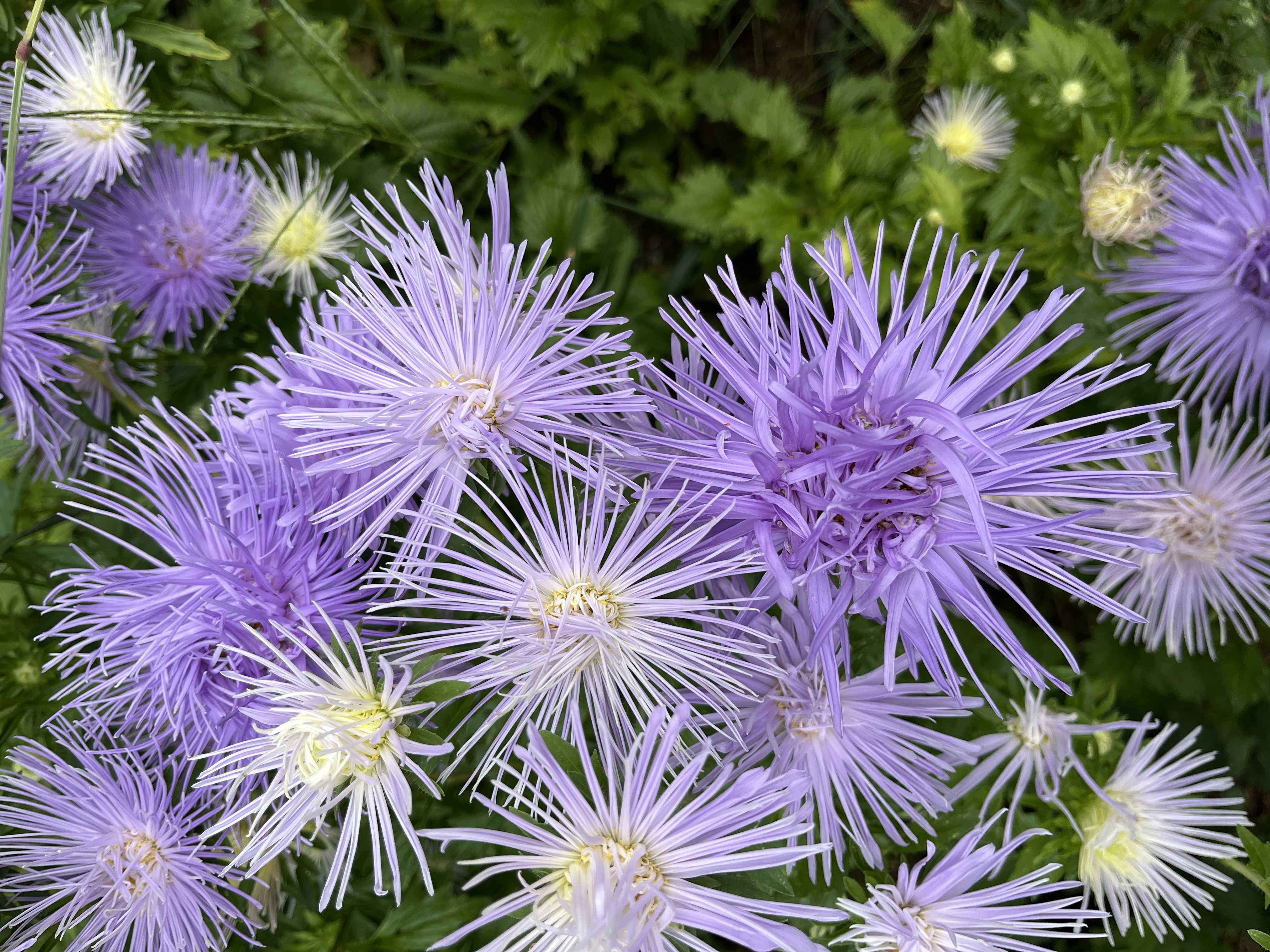 CALLISTEPHUS chinensis Hazaster Hagan Light Blue