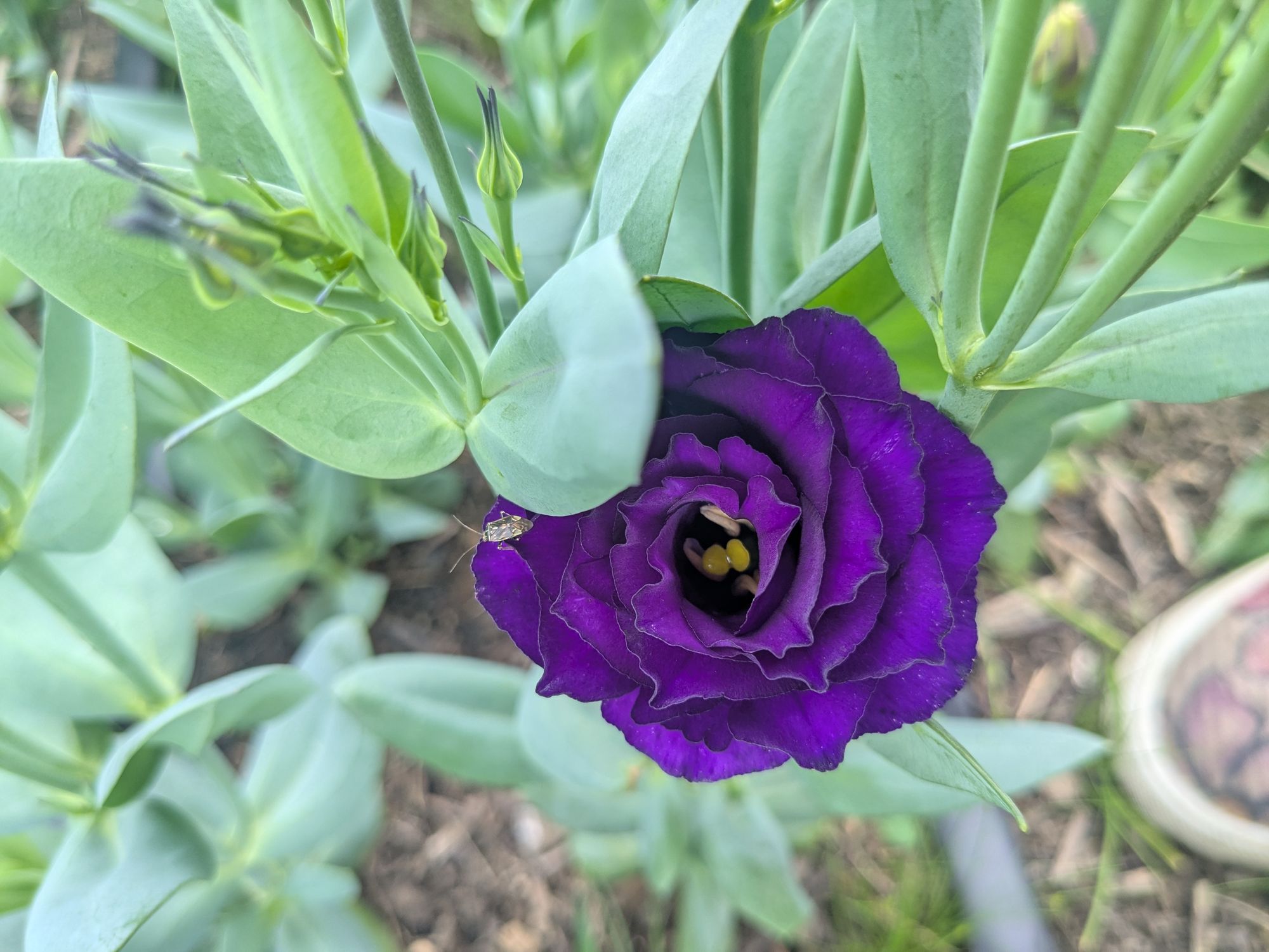 EUSTOMA grandiflorum Doublini