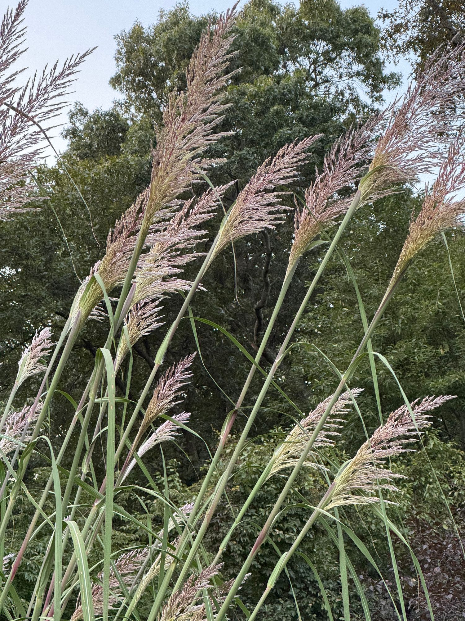 CORTADERIA fulvida