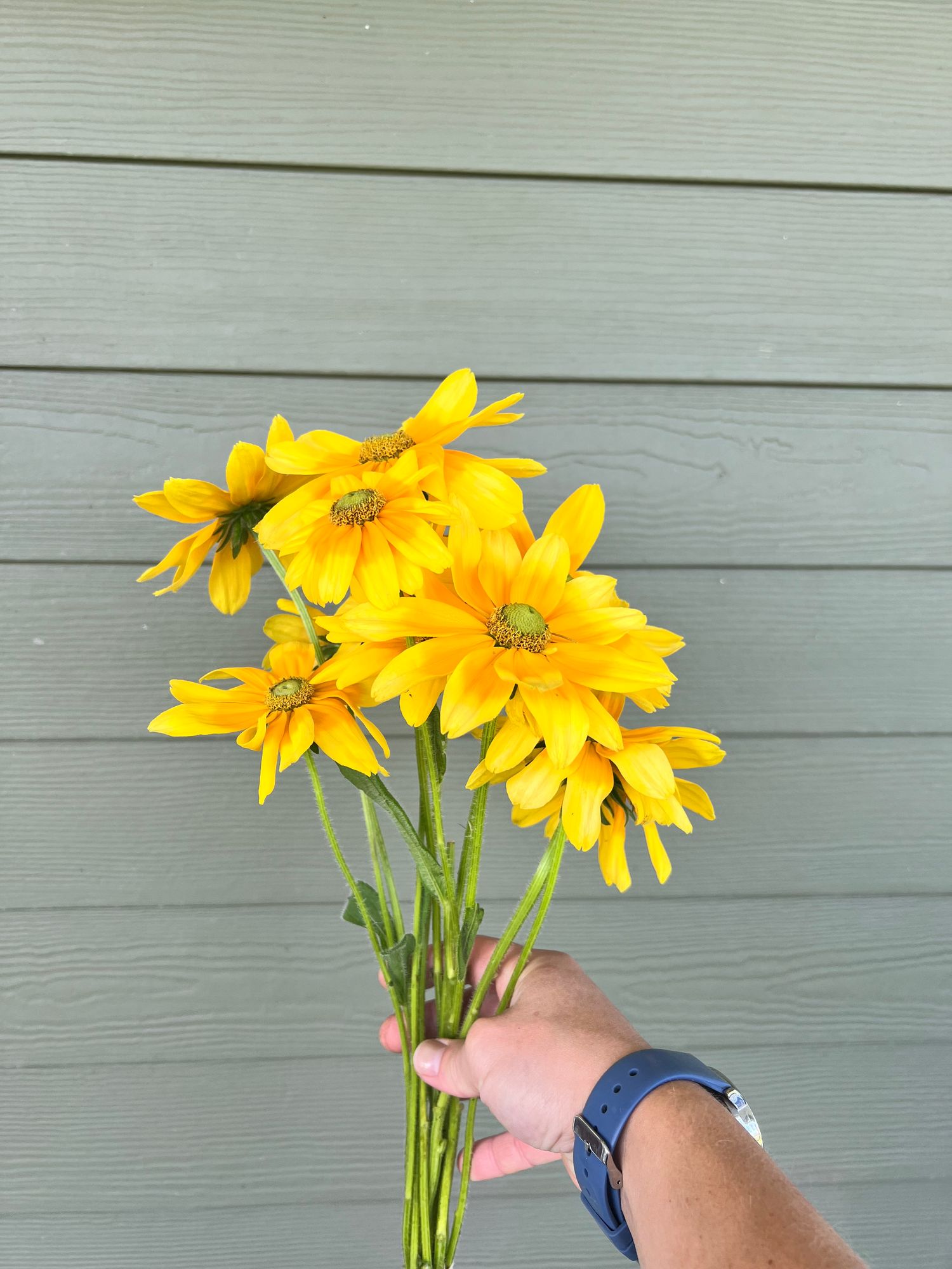 RUDBECKIA hirta Prairie Sun