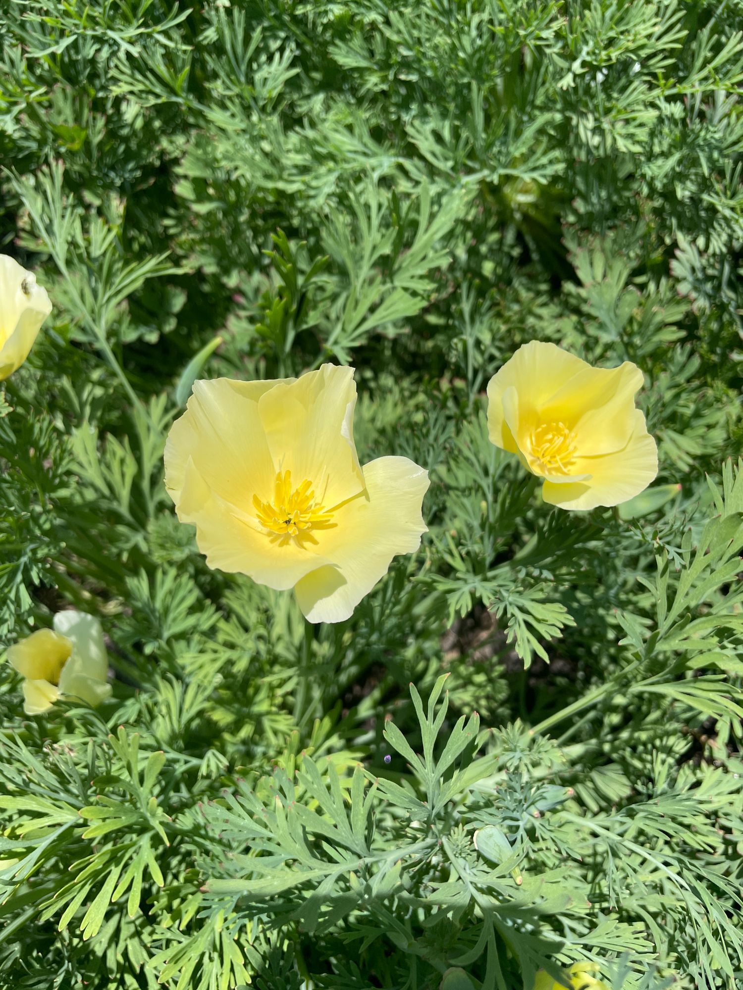 ESCHSCHOLZIA californica White Linen