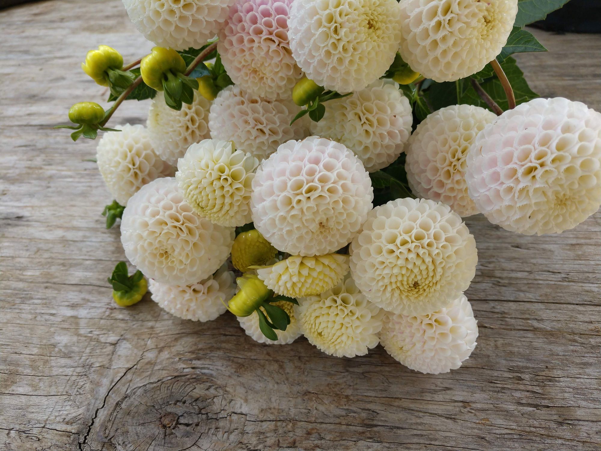 DAHLIA Small World