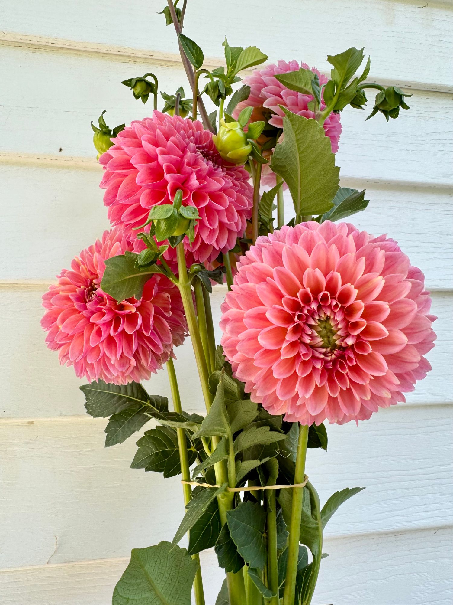 DAHLIA Lindas Baby