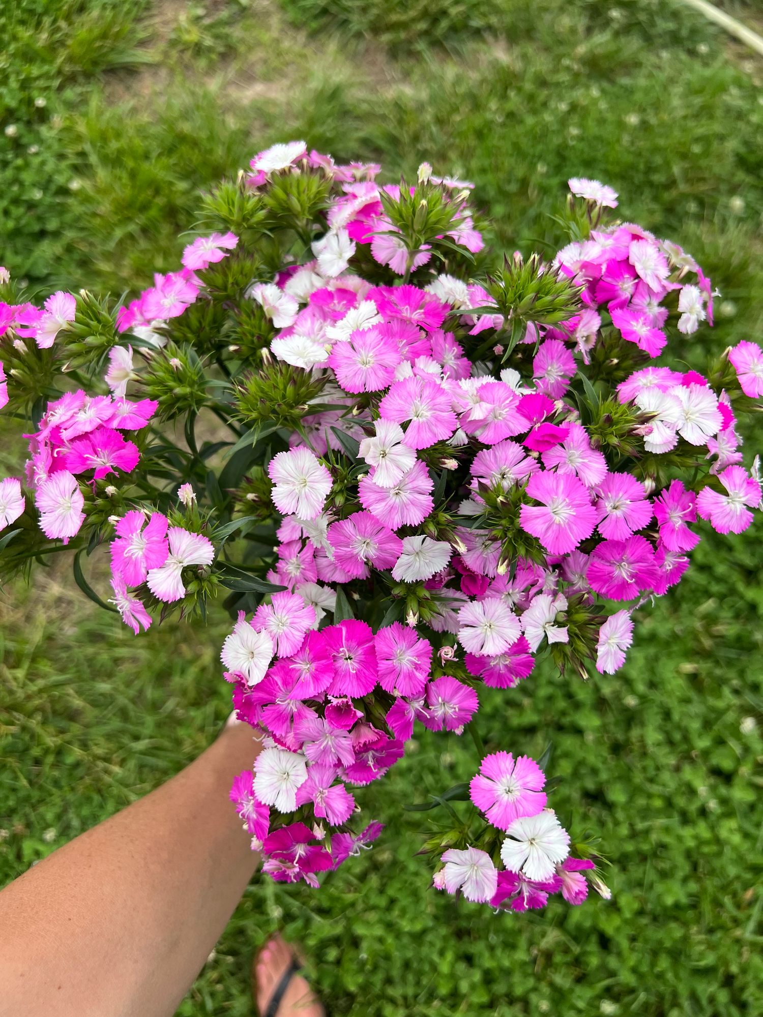DIANTHUS barbatus Sweet Pink Magic