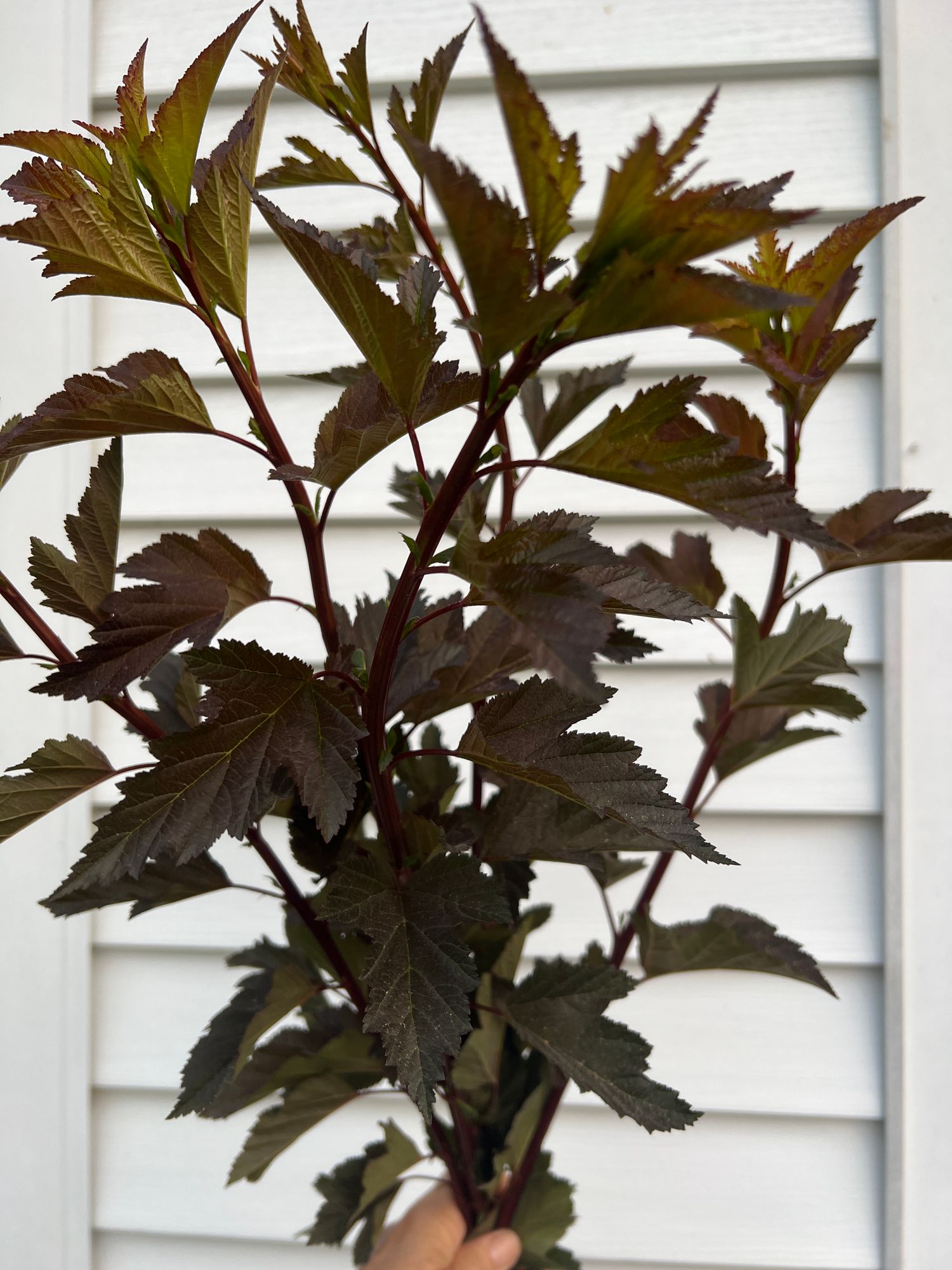 PHYSOCARPUS opulifolius
