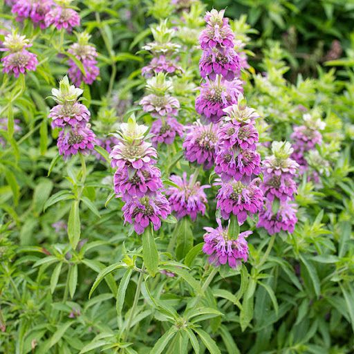 MONARDA citriodora Lambada