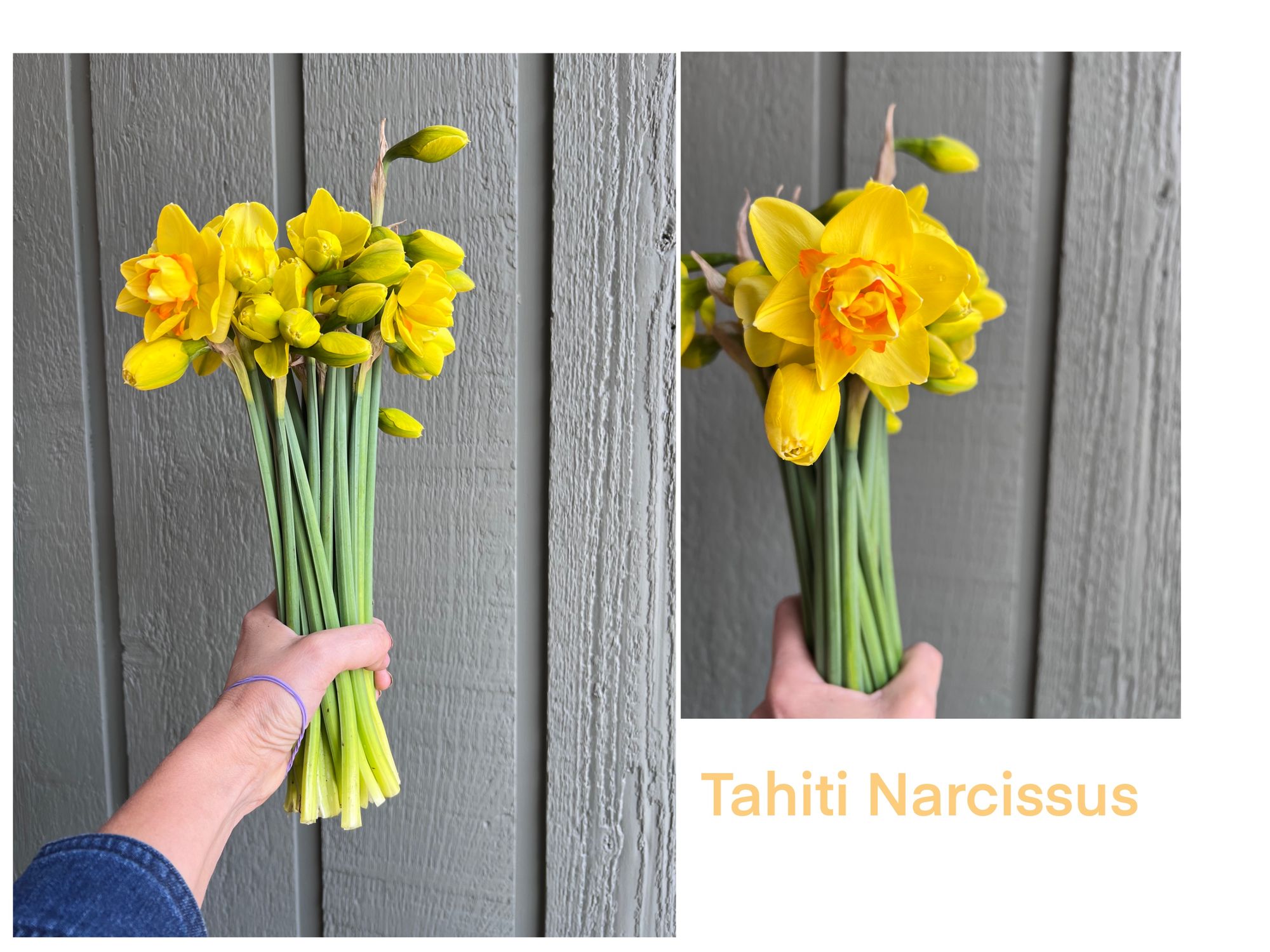 NARCISSUS Tahiti