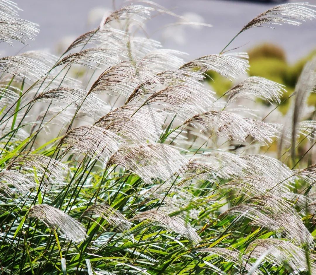 MISCANTHUS oligostachyus
