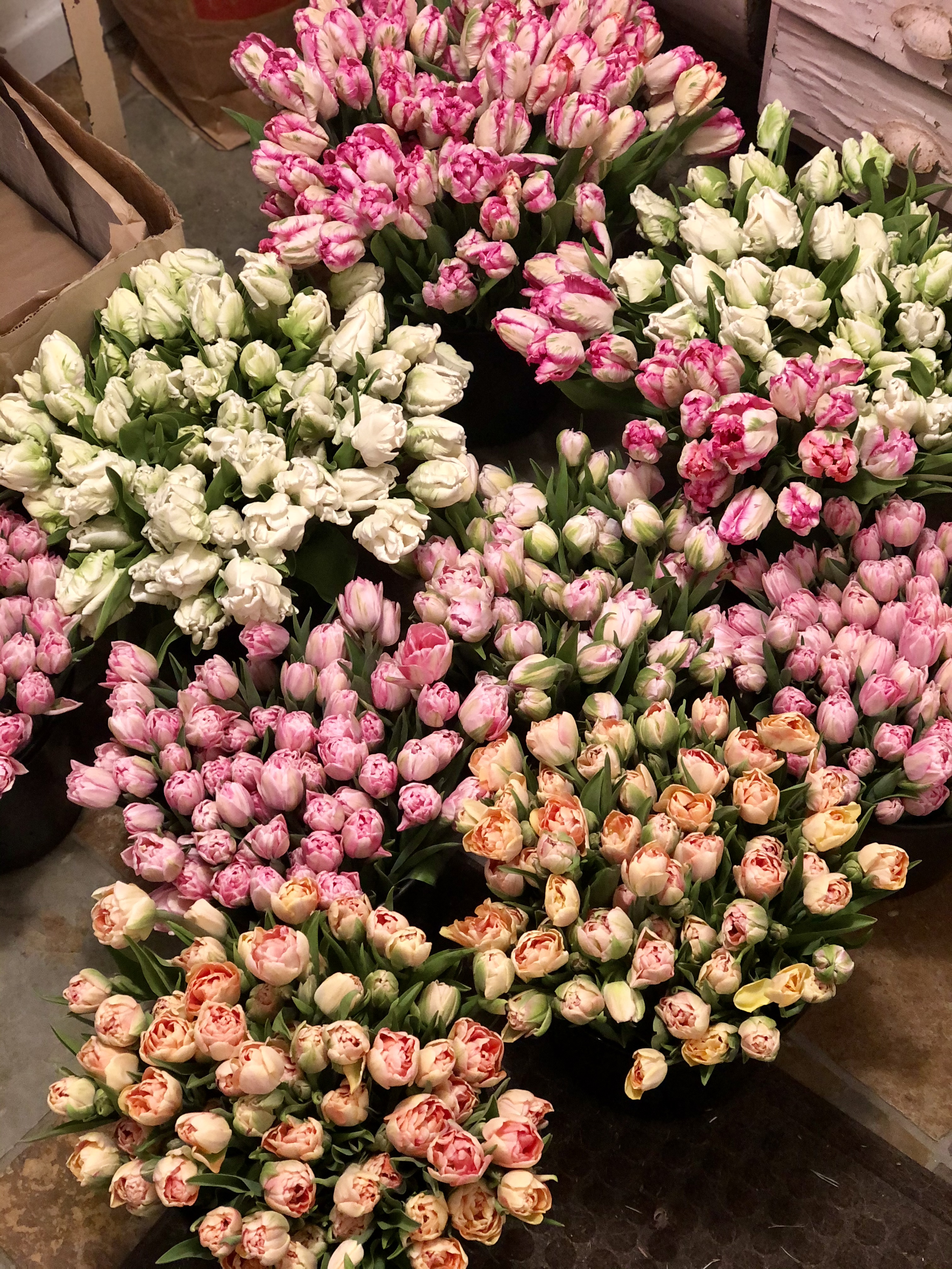 Farmer's Choice Tulip Bucket (200 Stems)