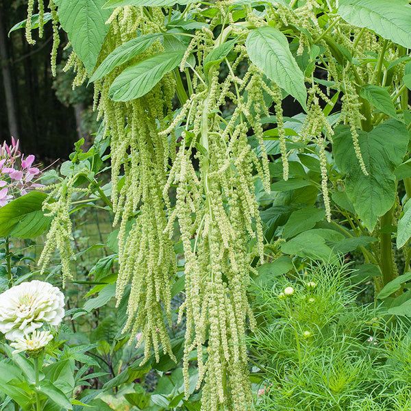 AMARANTHUS caudatus Green Tails