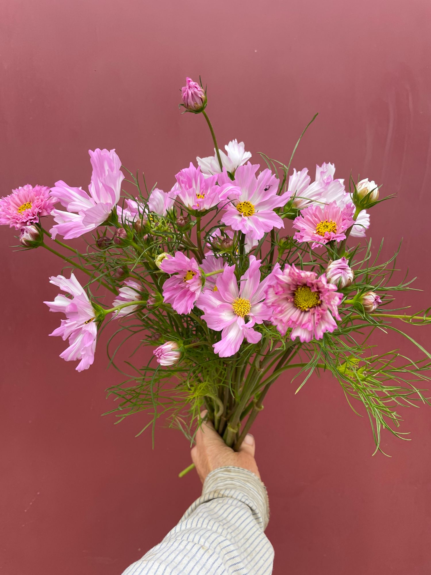 COSMOS bipinnatus