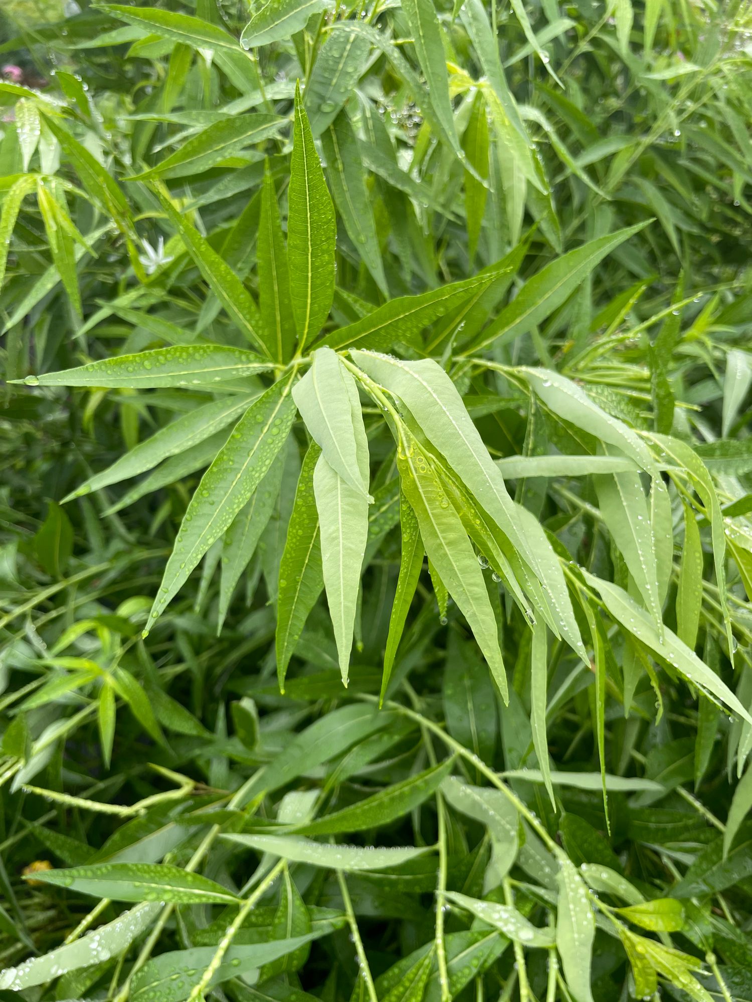 AMSONIA tabernaemontana