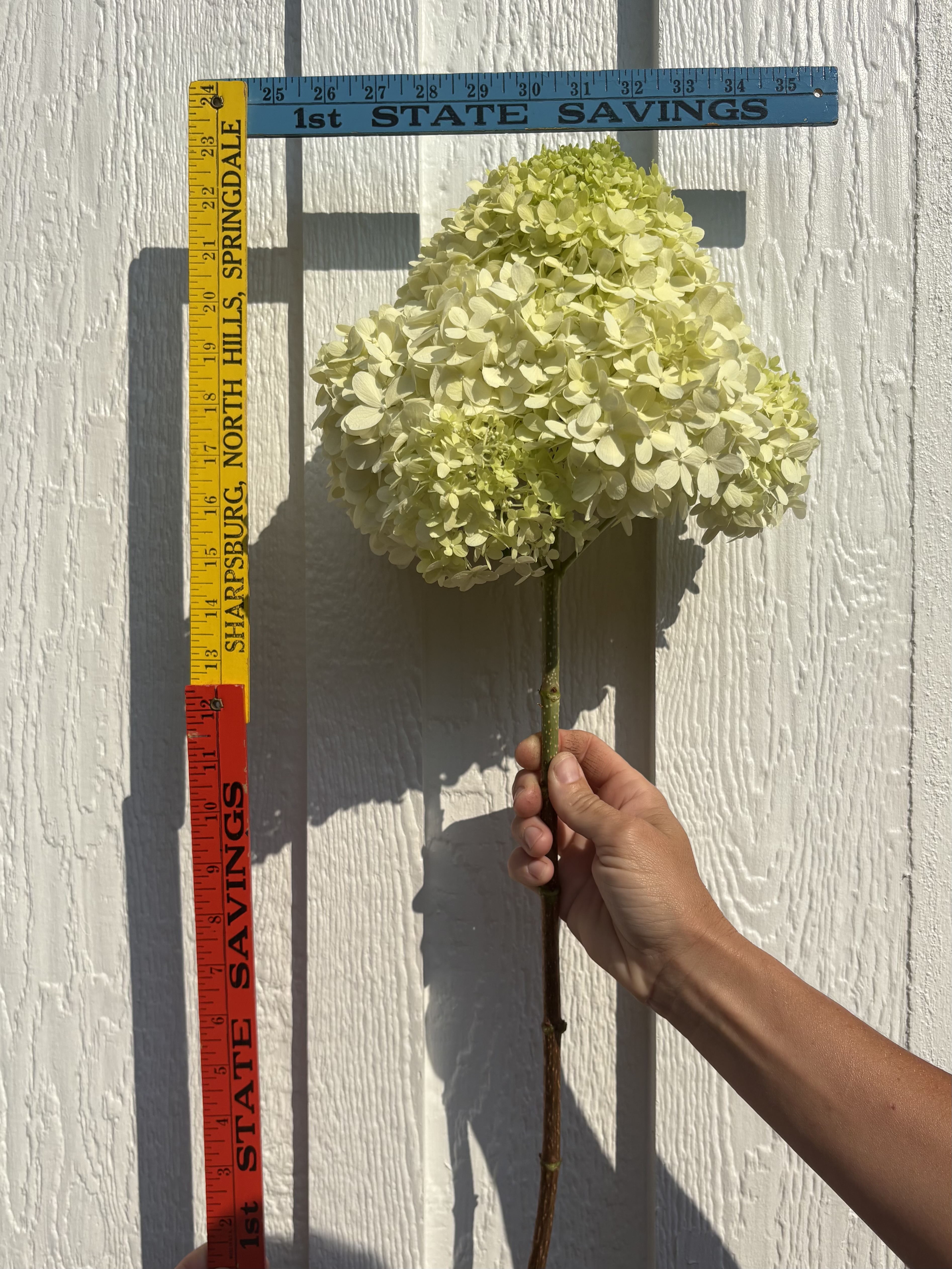HYDRANGEA paniculata