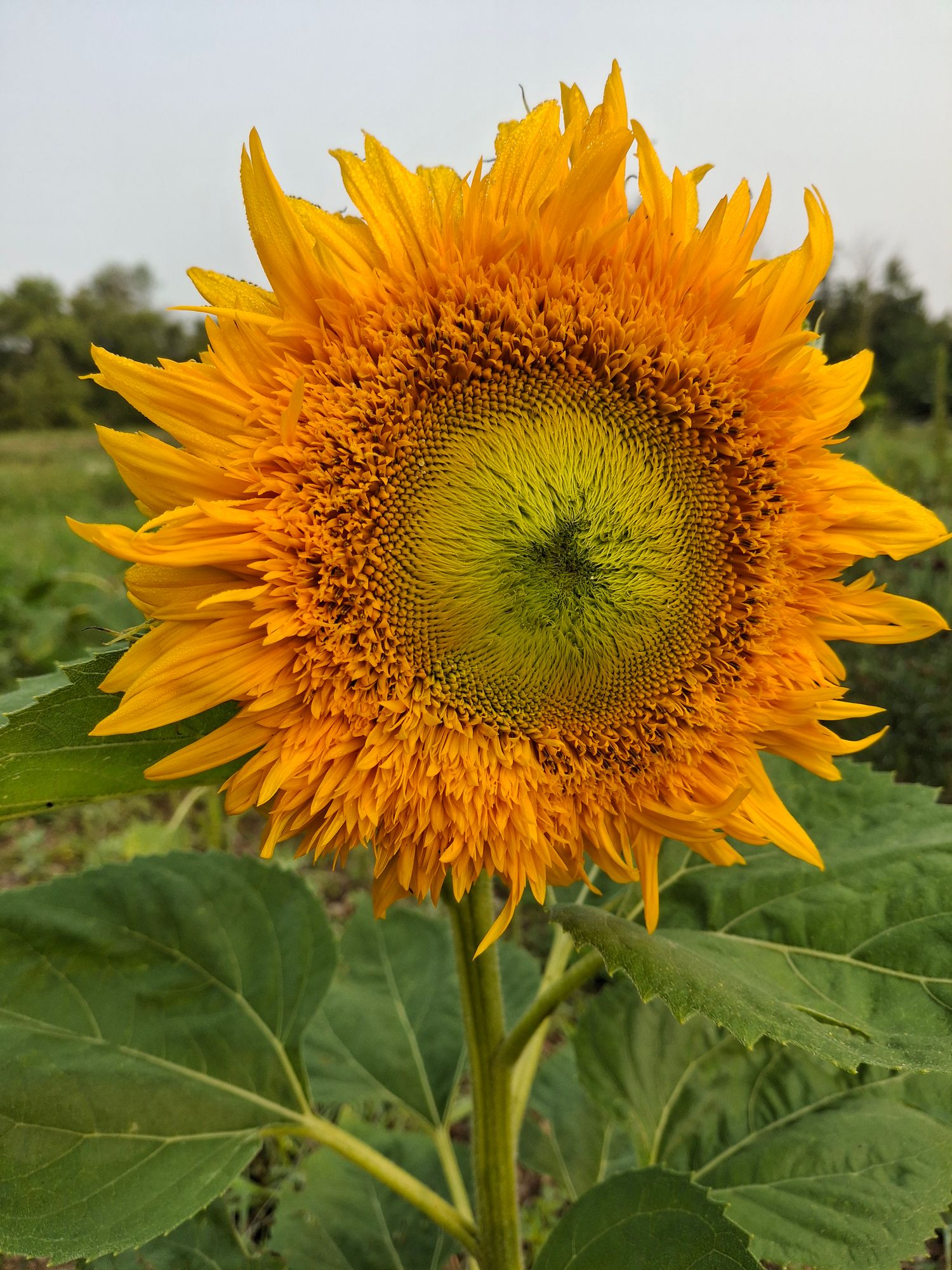 HELIANTHUS