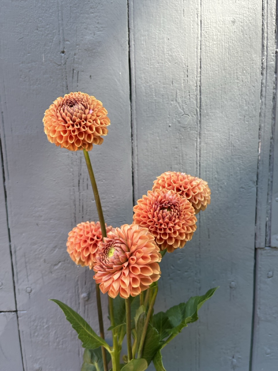 DAHLIA Cornel Bronze