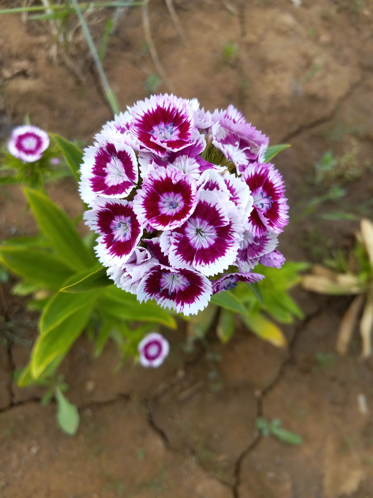 DIANTHUS barbatus