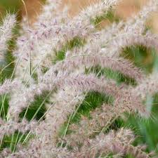 ORNAMENTAL GRASS