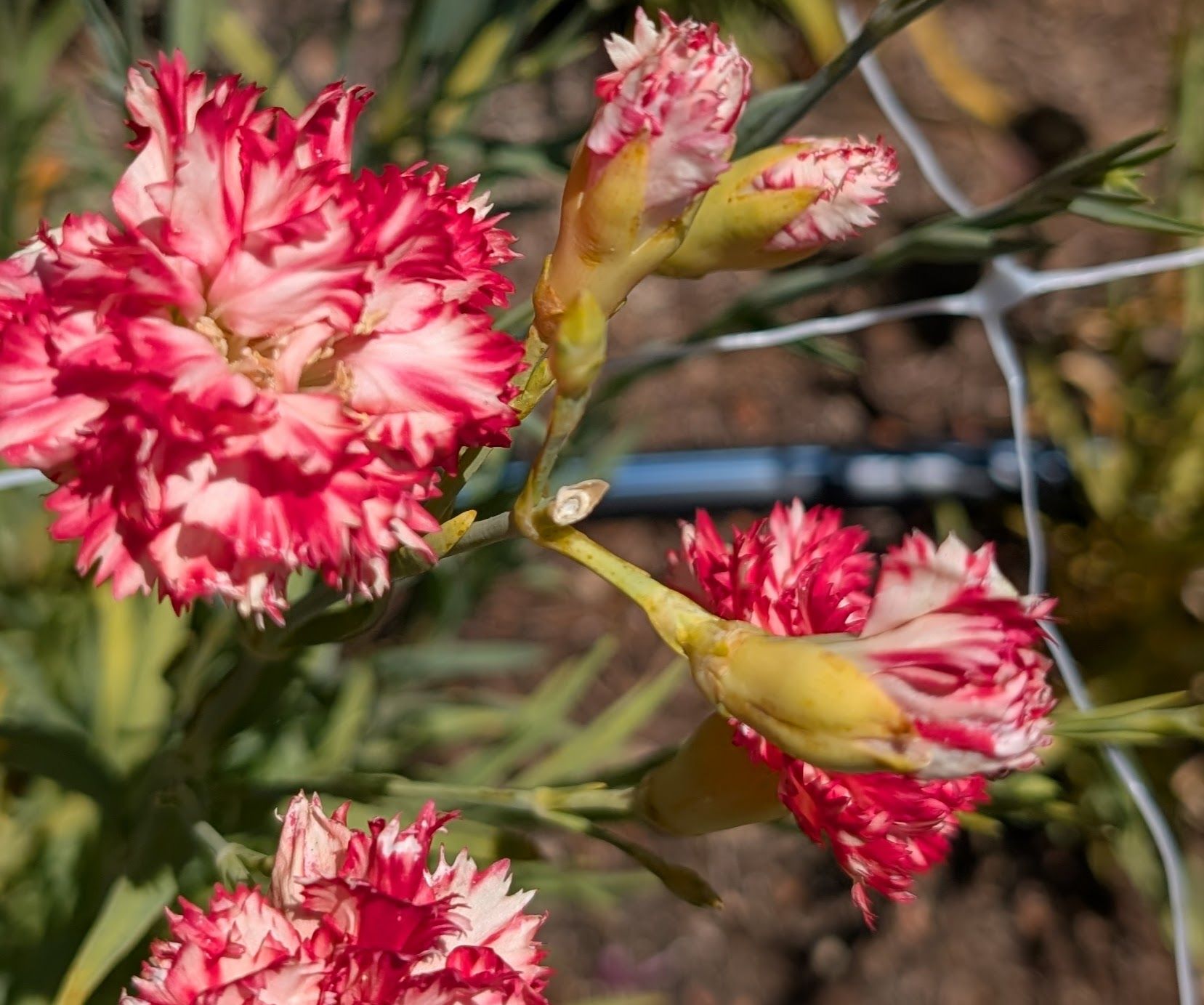 DIANTHUS caryophyllus Chabaud Orange Sherbet