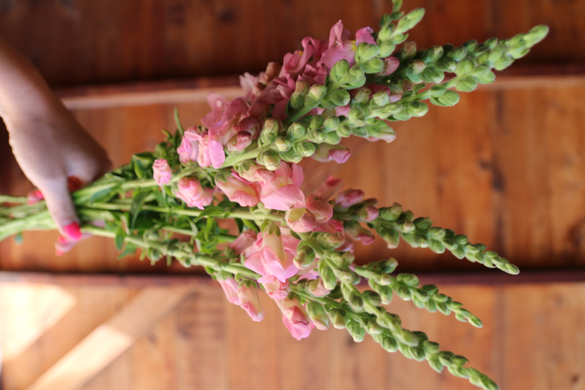 ANTIRRHINUM majus