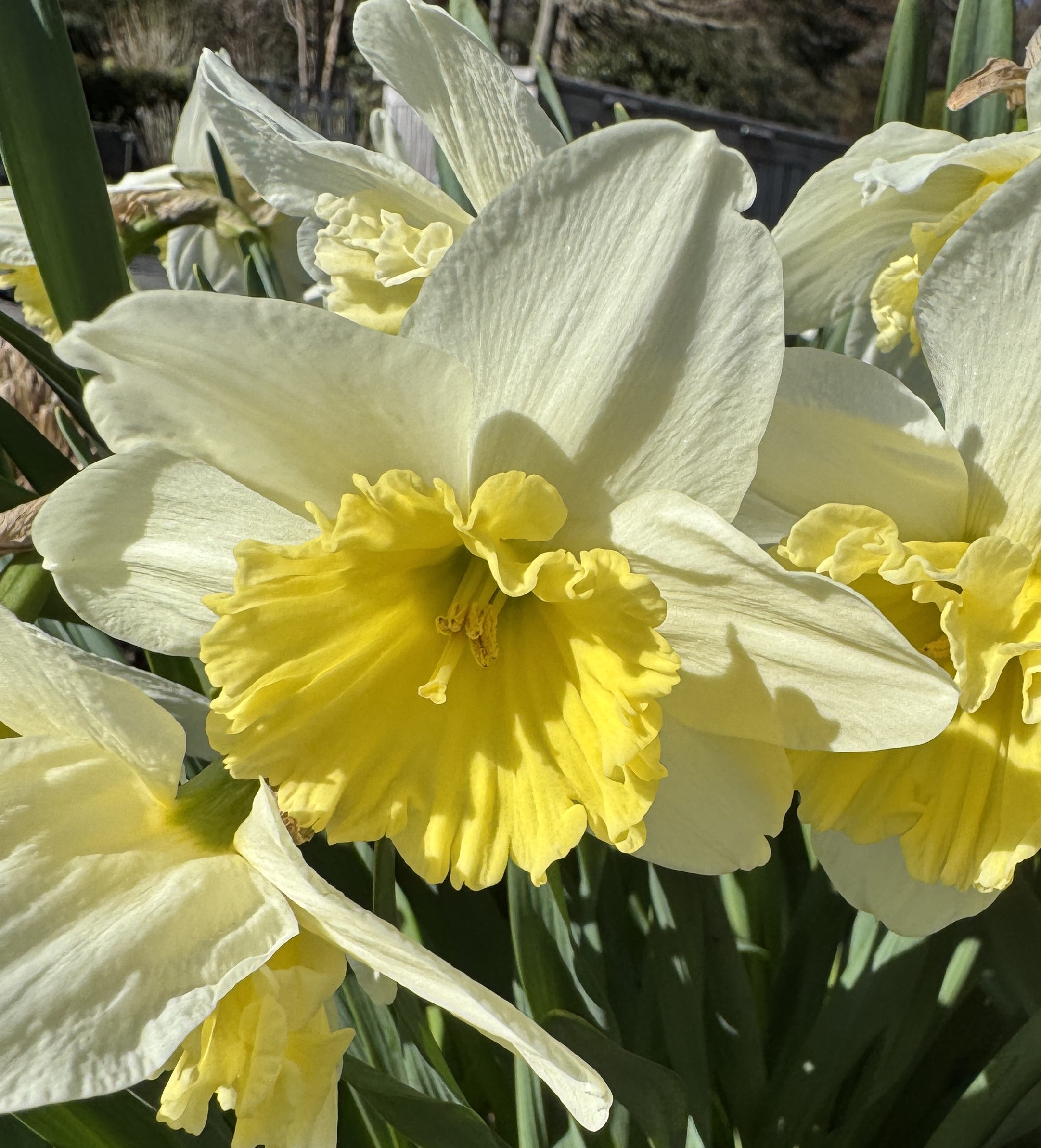 NARCISSUS