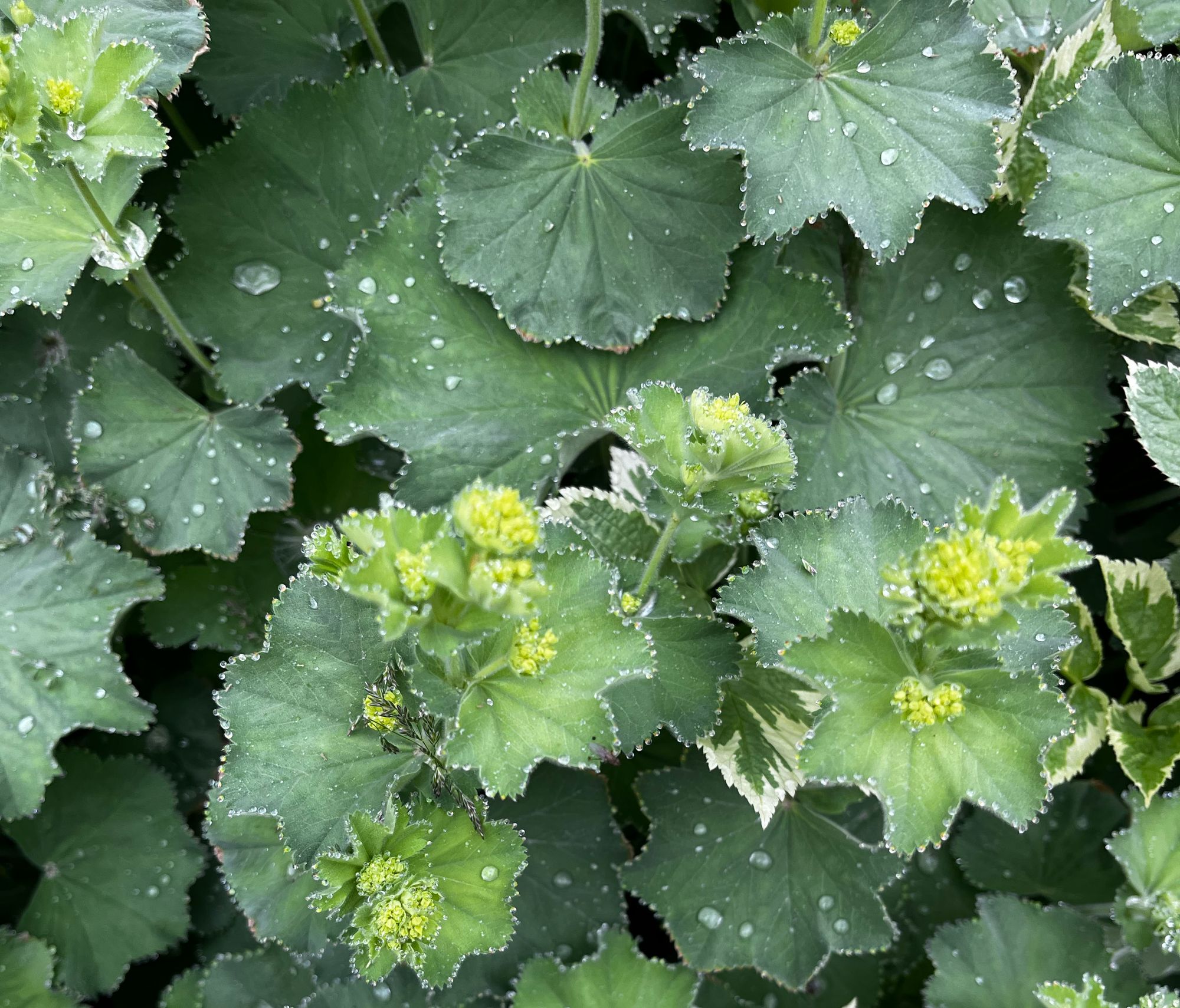 ALCHEMILLA alpina