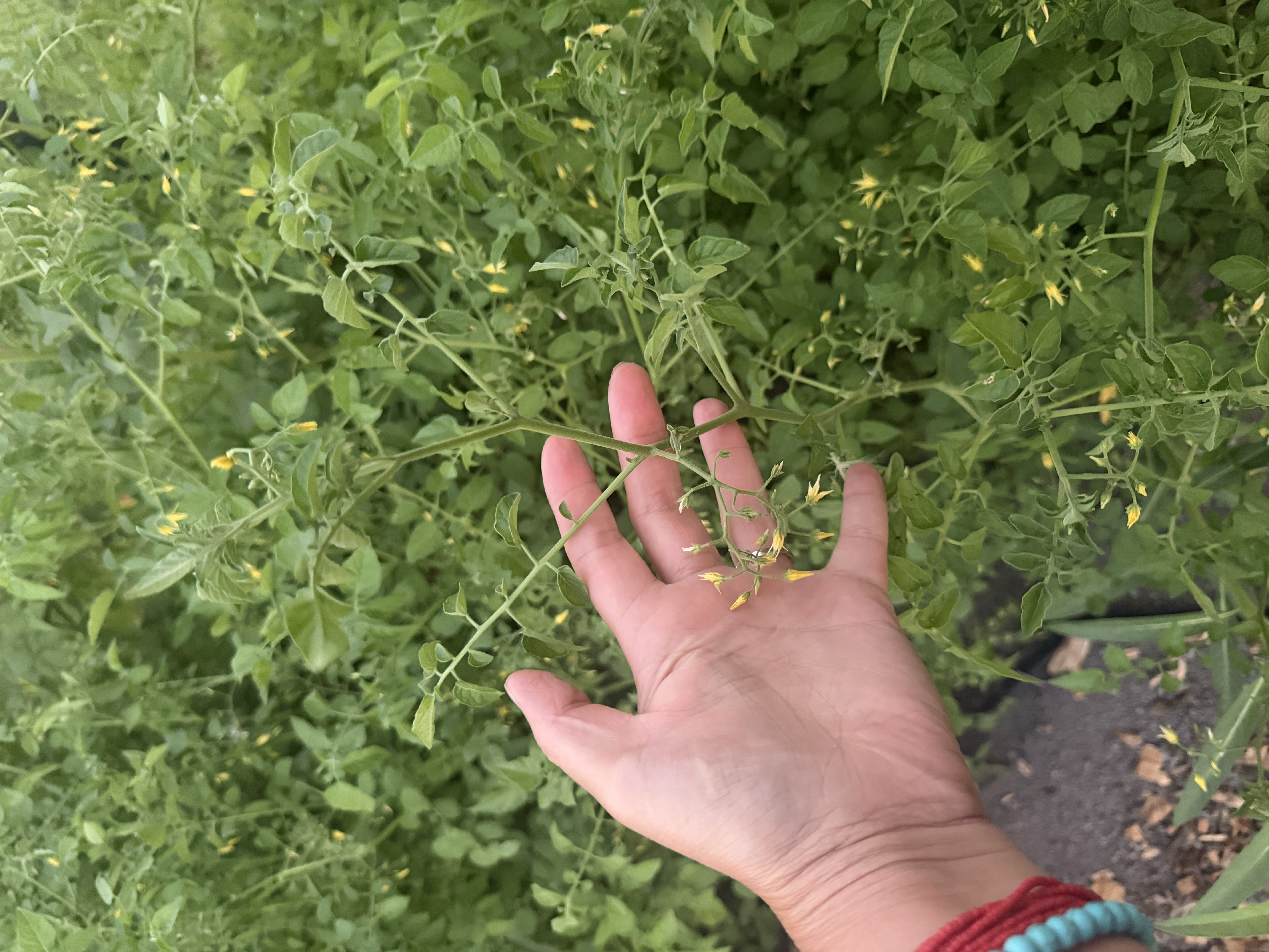 SOLANUM lycopersicum