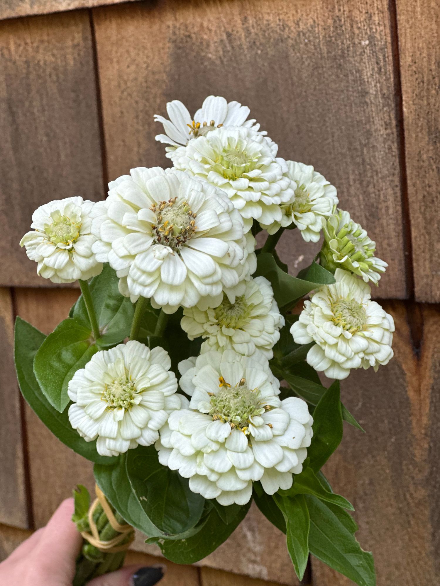 ZINNIA elegans Oklahoma White