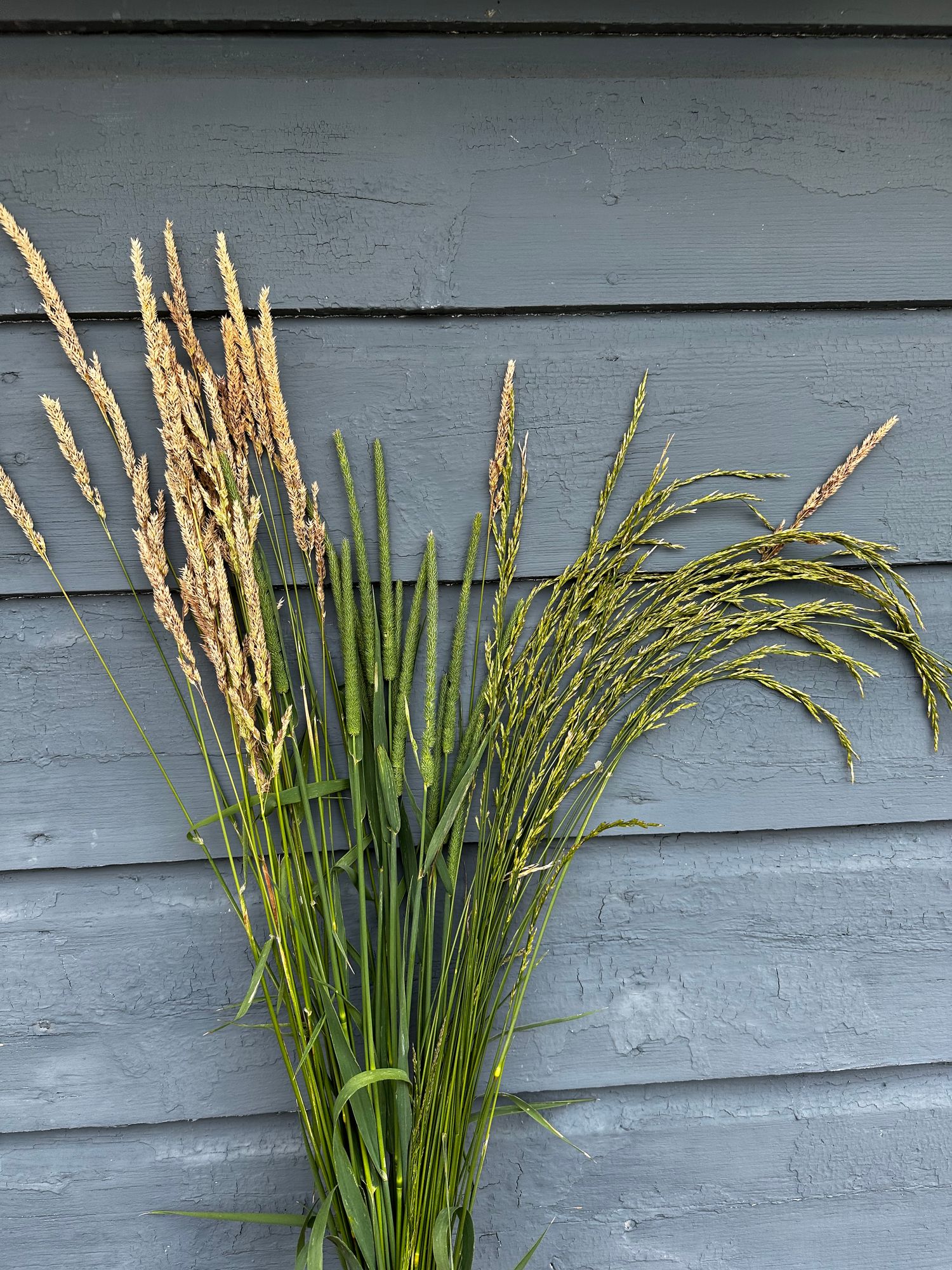 Assorted Meadow Grass