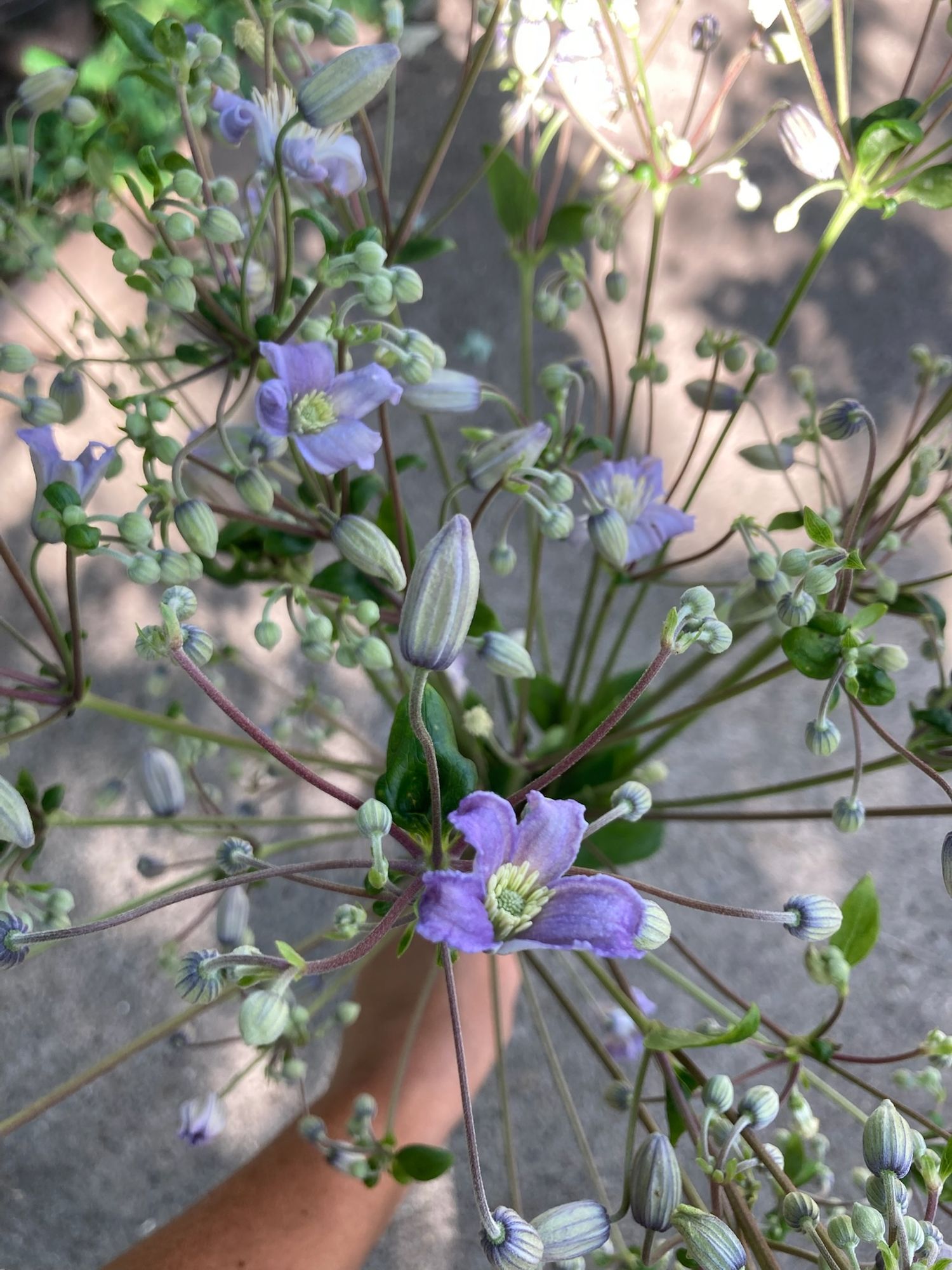 CLEMATIS heracleifolia Mrs. Robert Brydon