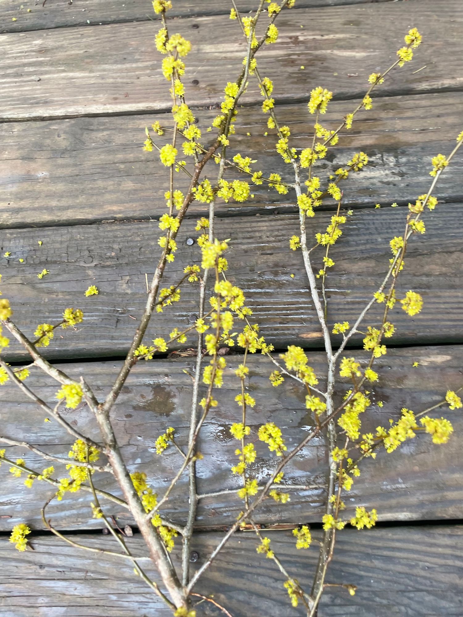 LINDERA benzoin