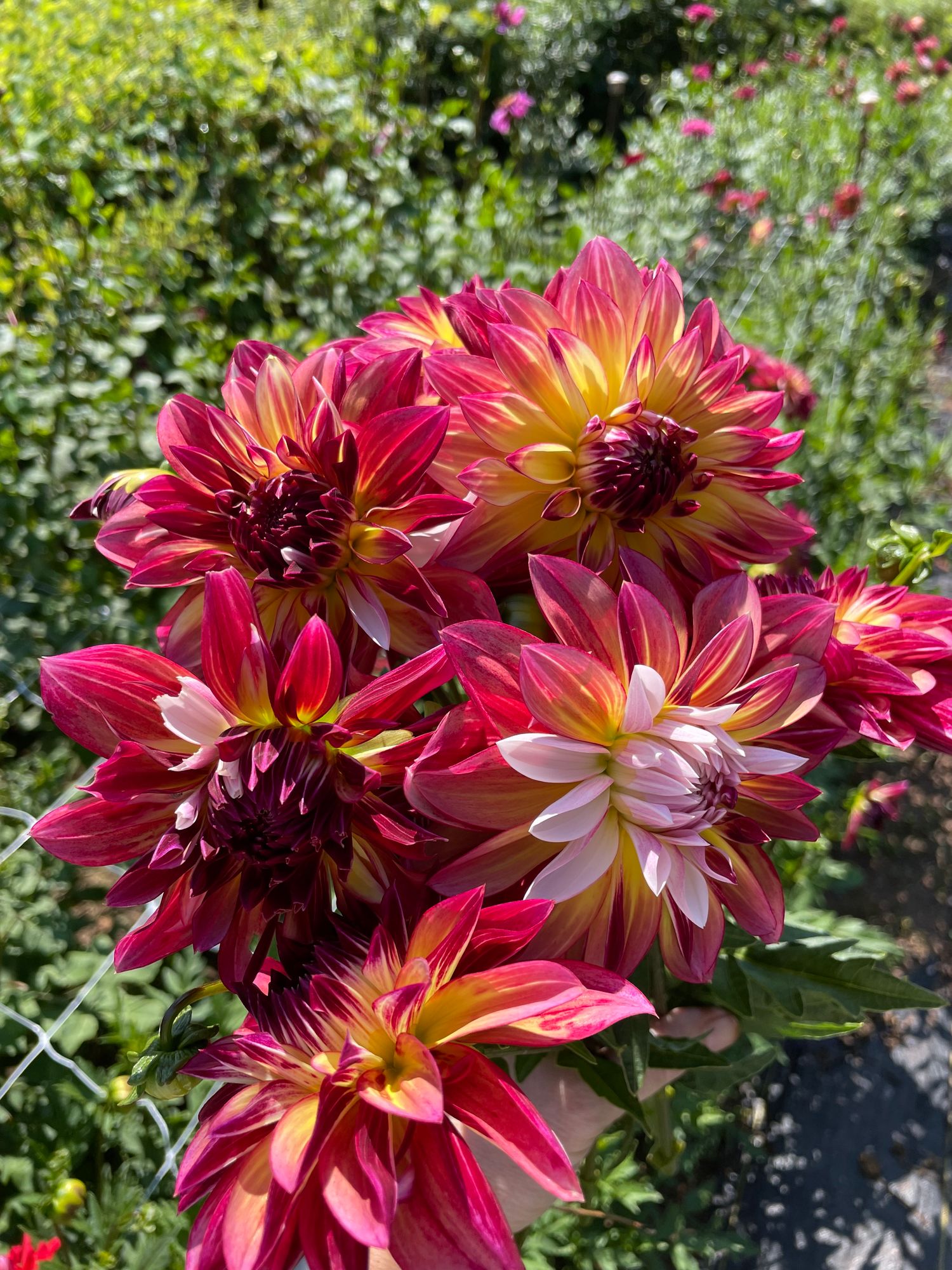 DAHLIA