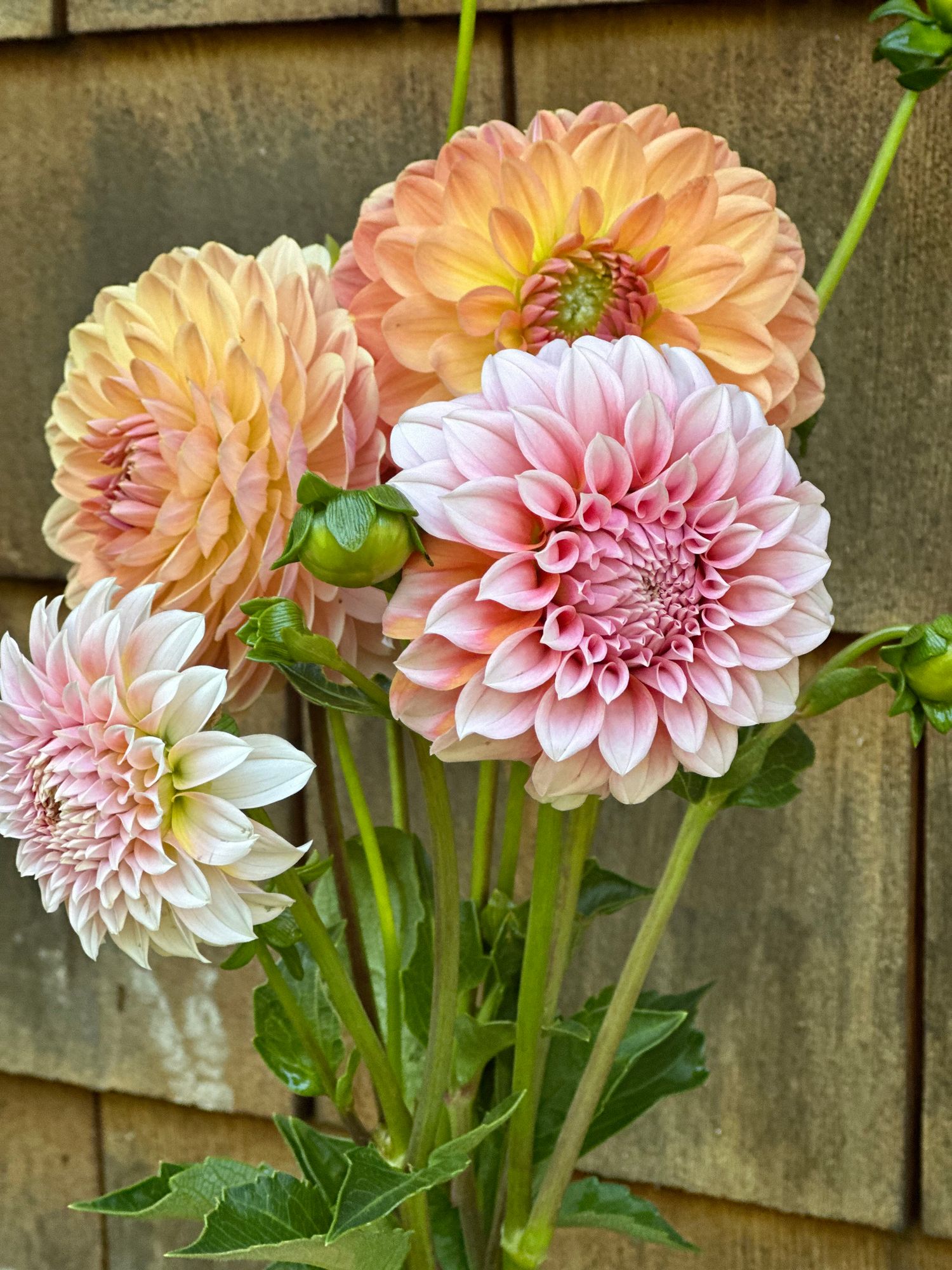 DAHLIA