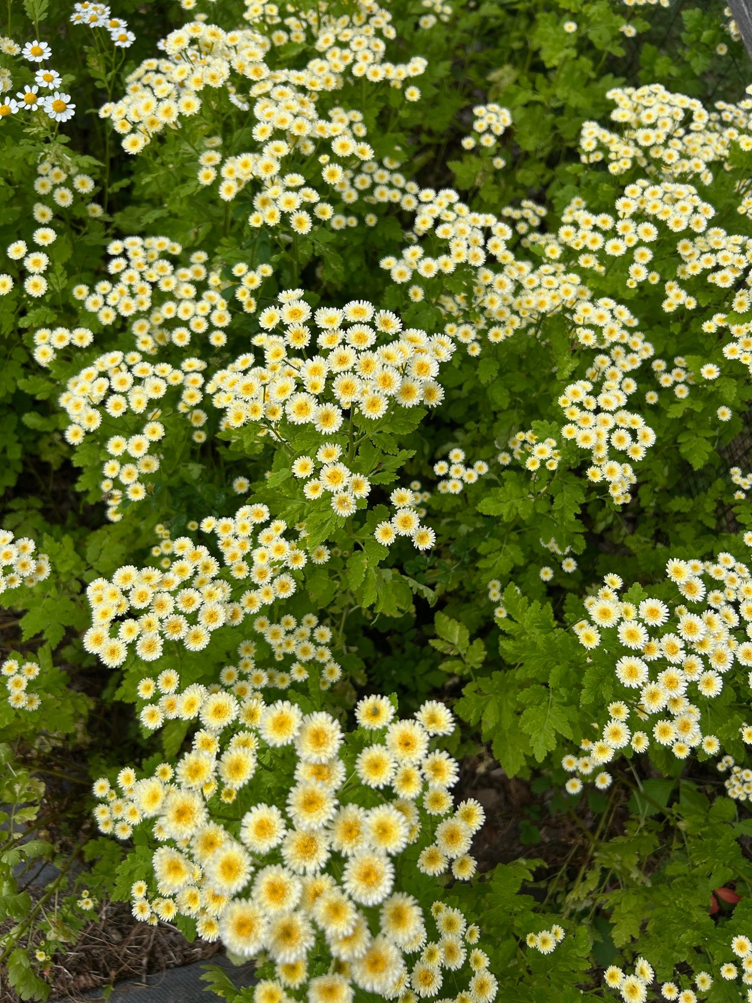 TANACETUM parthenium Orinoco