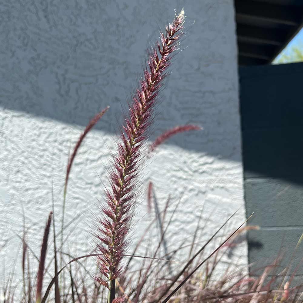 PENNISETUM alopecuroides