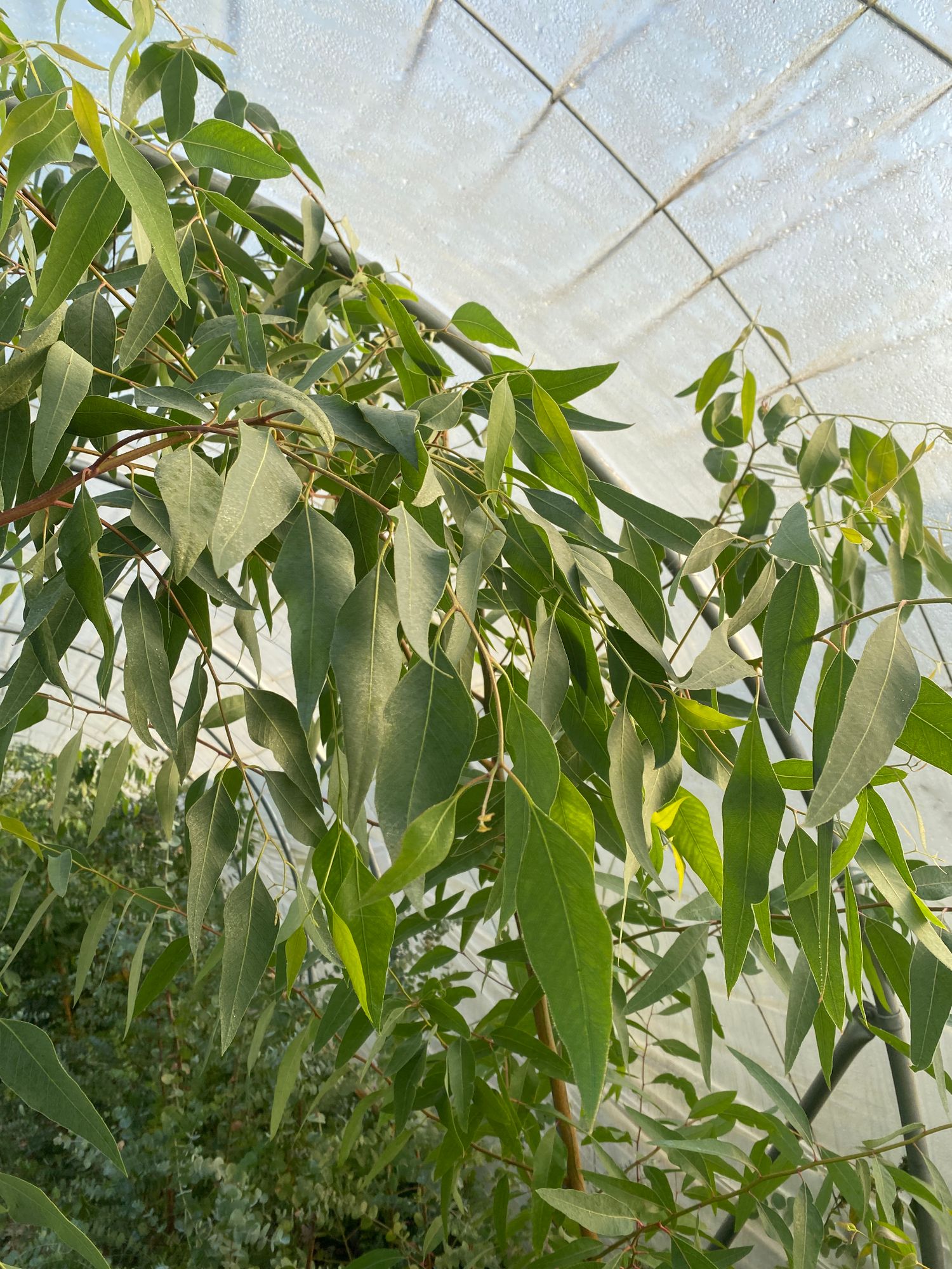 EUCALYPTUS