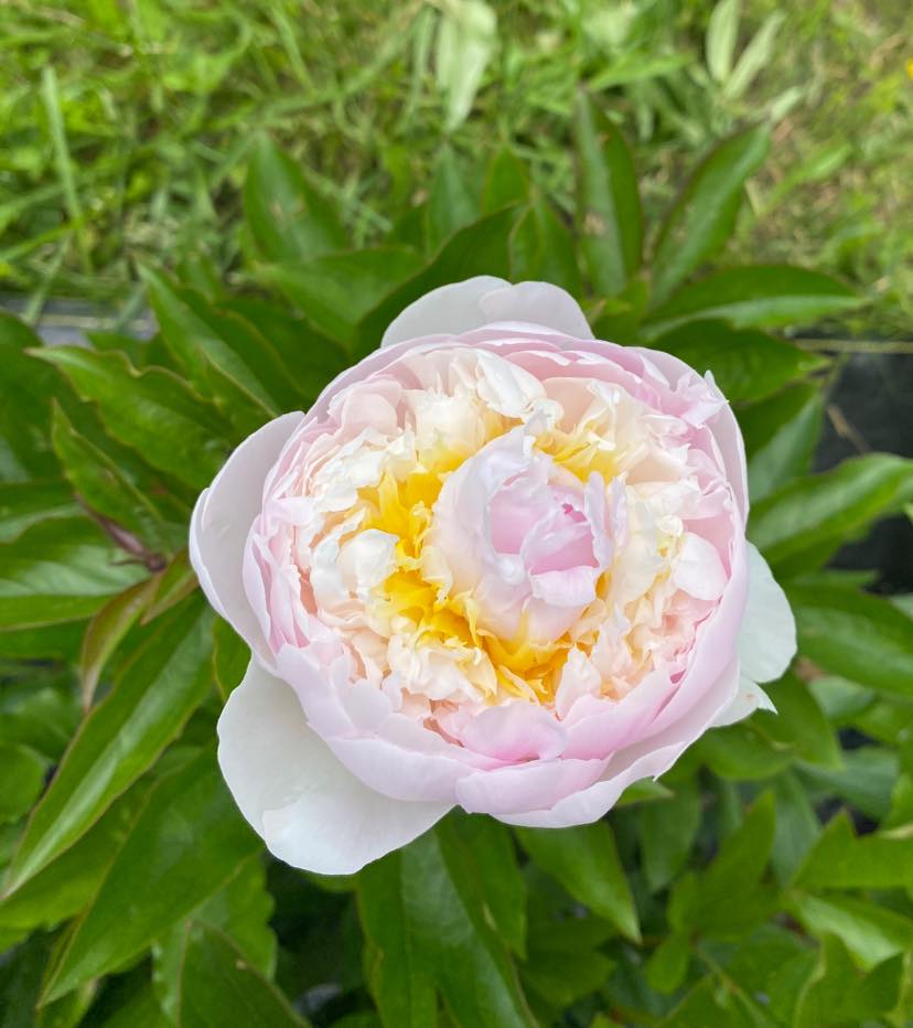 PAEONIA lactiflora Chiffon Parfait