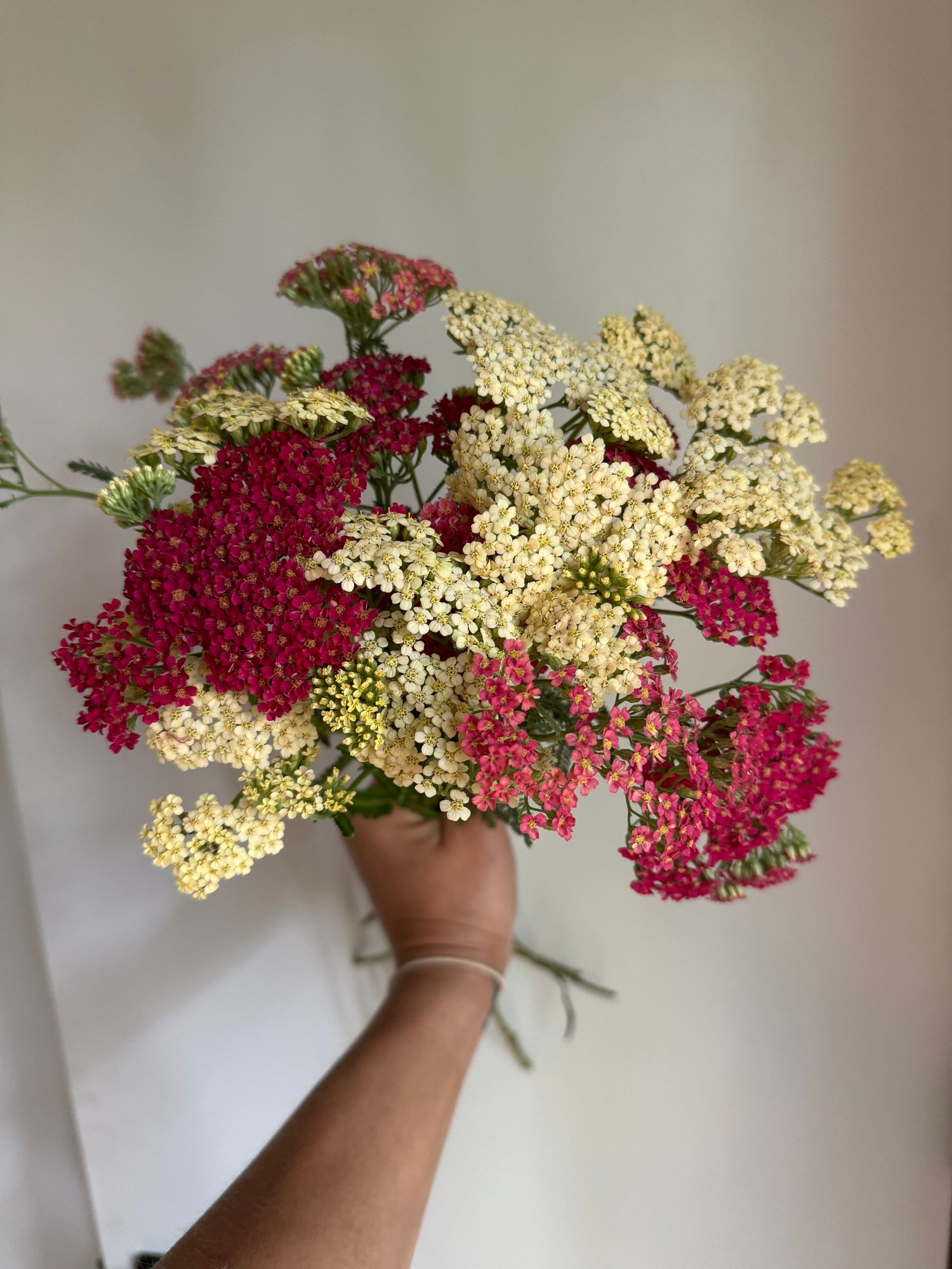 ACHILLEA millefolium