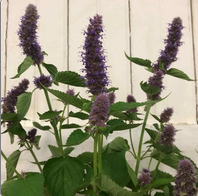 AGASTACHE foeniculum
